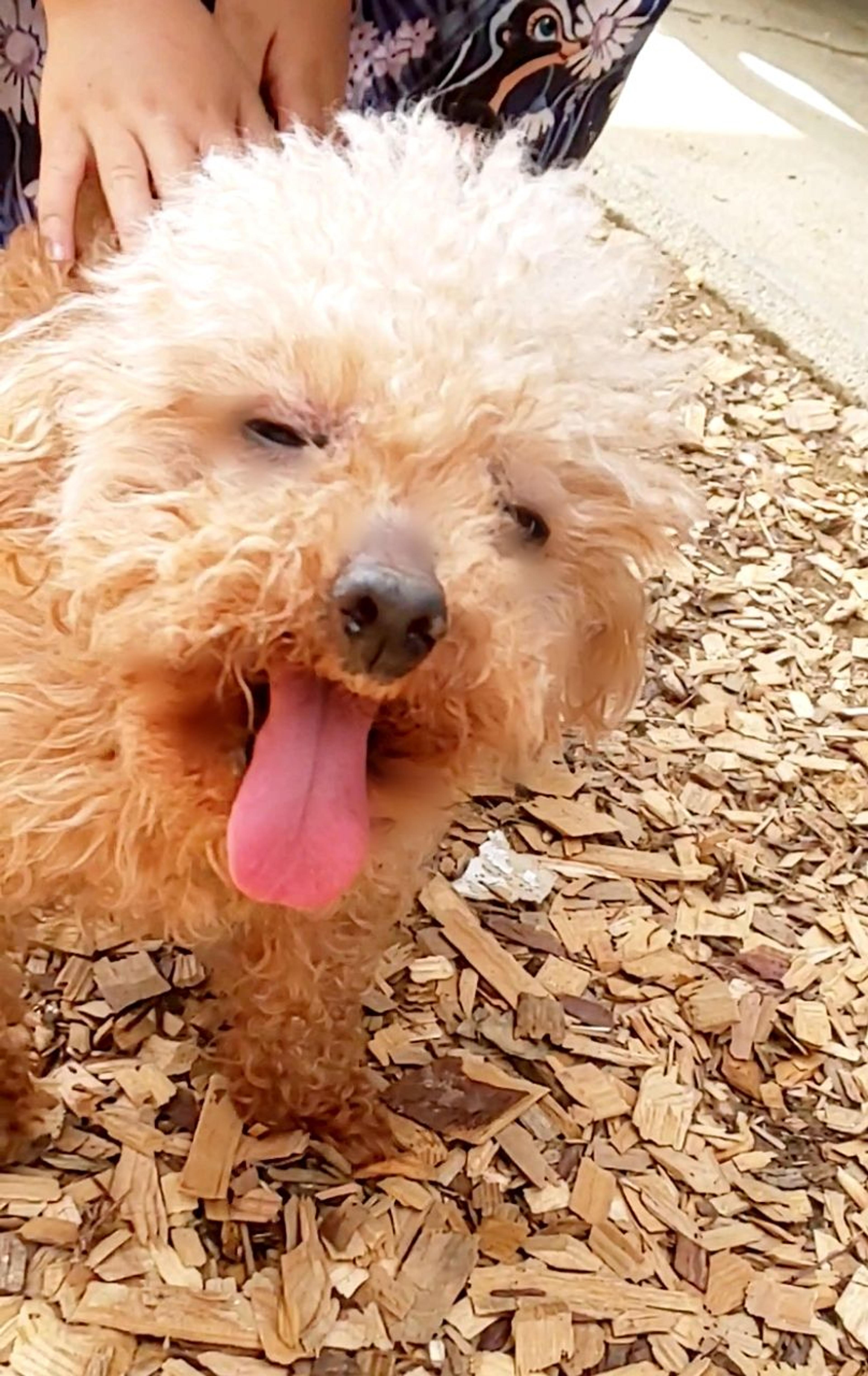 pet-image-3