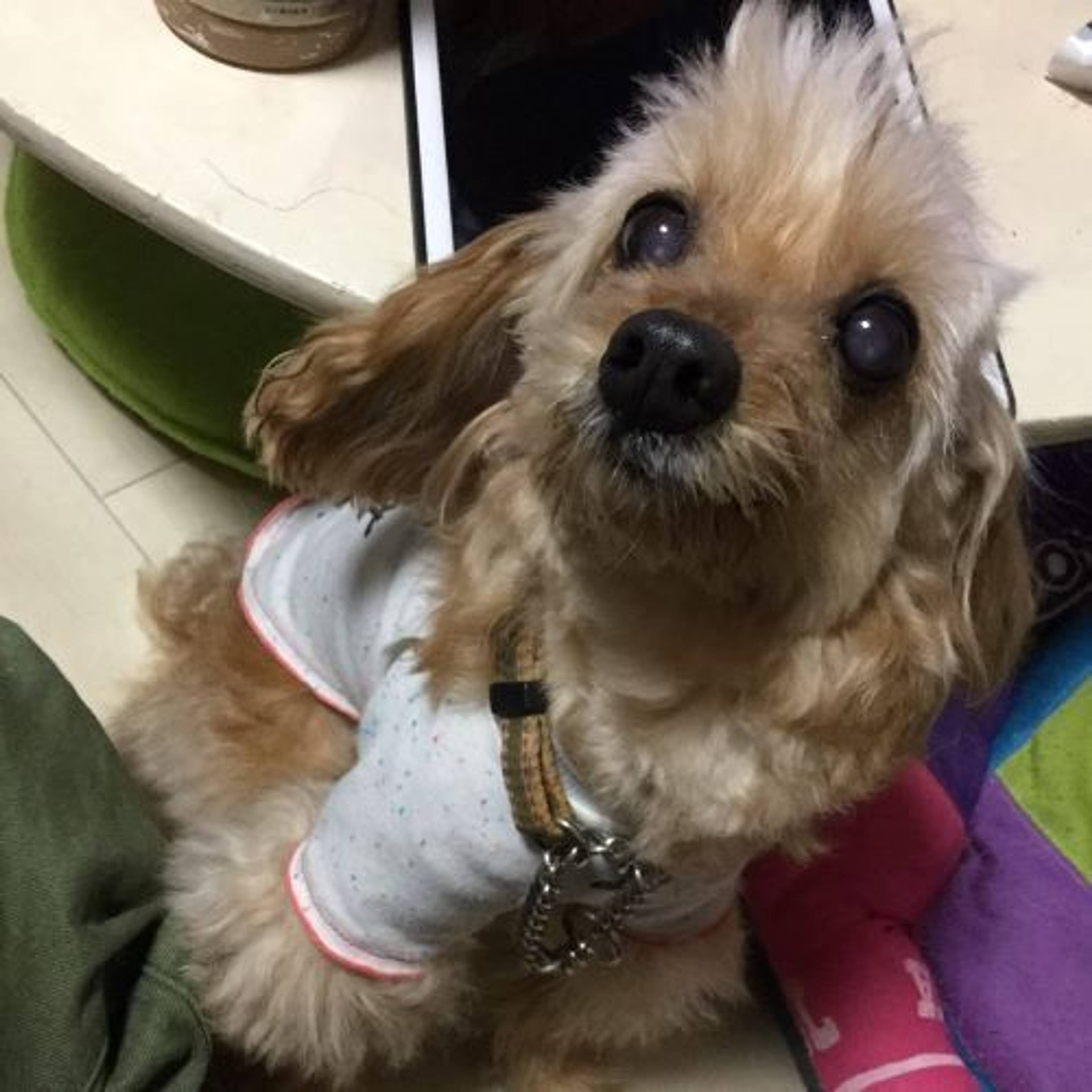 雑種（ミックス犬）・メスの里親募集の写真