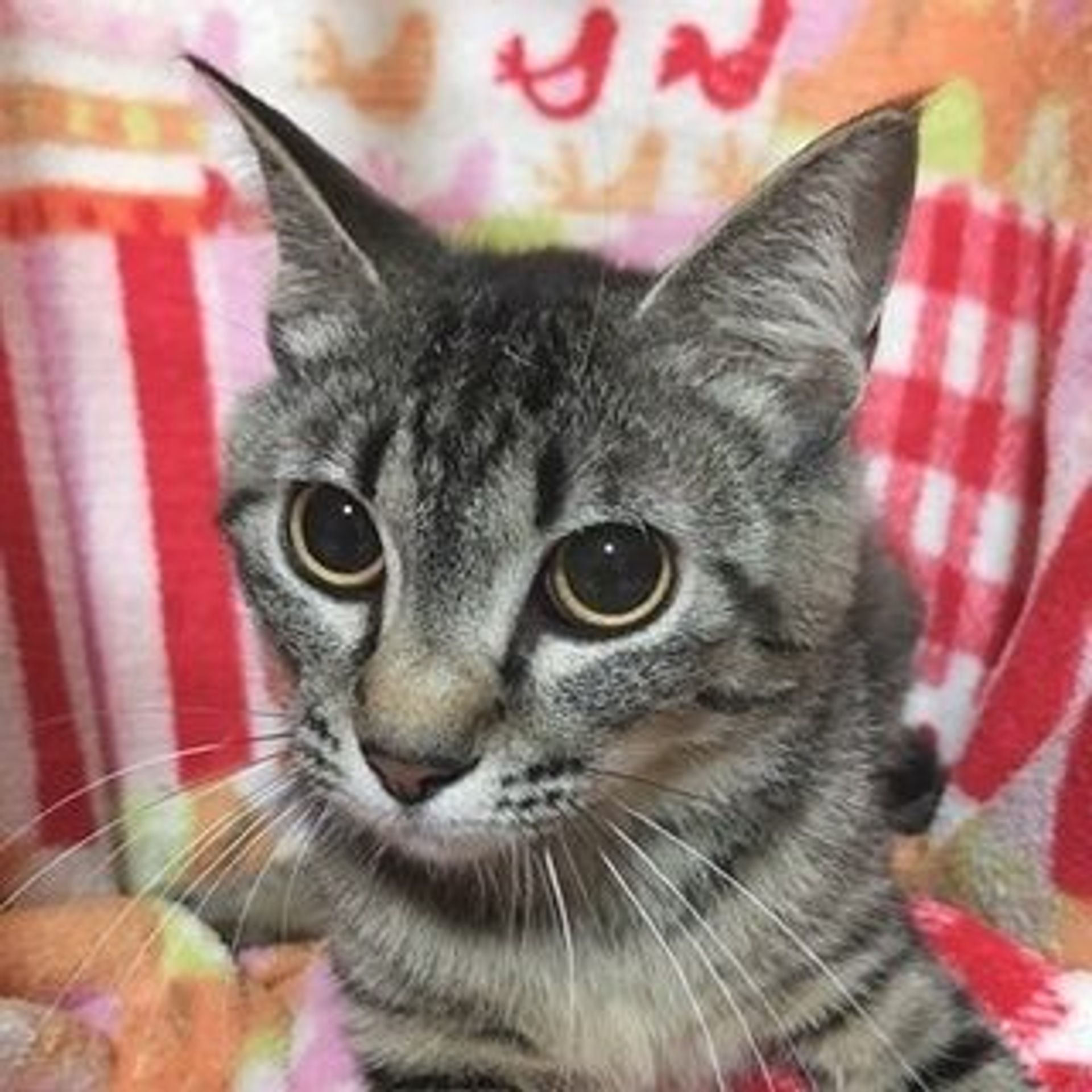 日本猫・メスの里親募集の写真