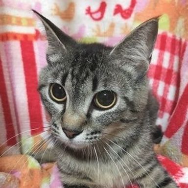 ネリカの写真