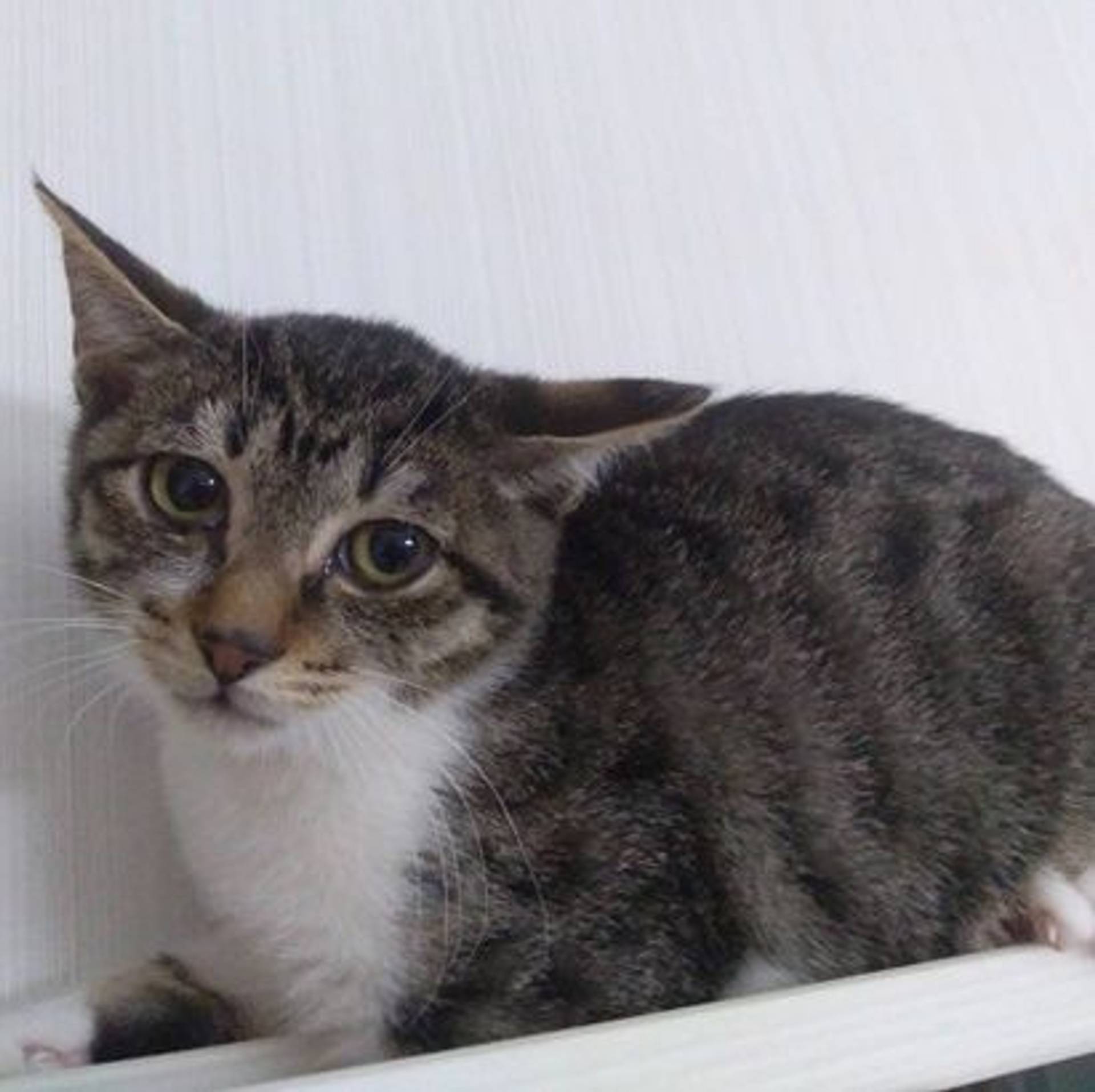 日本猫・メスの里親募集の写真
