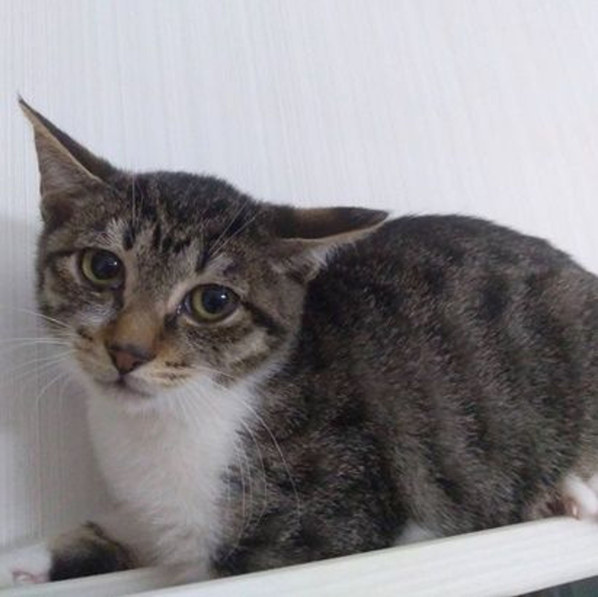 日本猫・メスの里親募集の写真