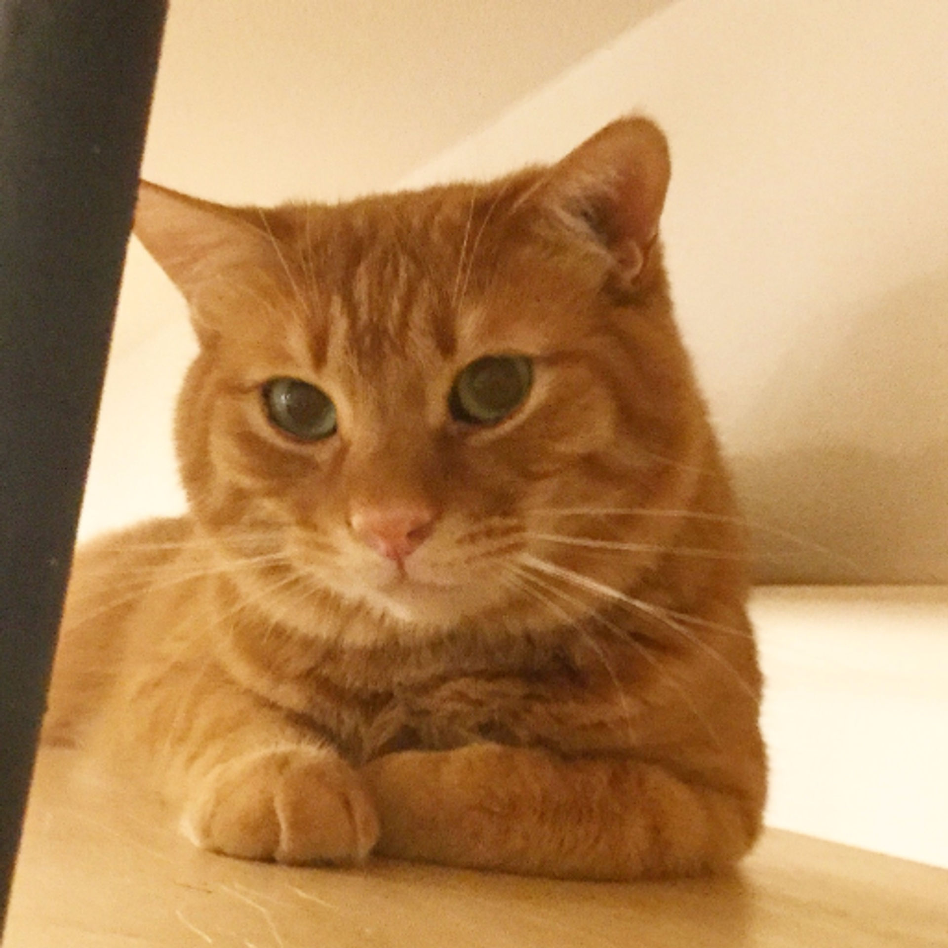雑種（ミックス猫）・オスの里親募集の写真