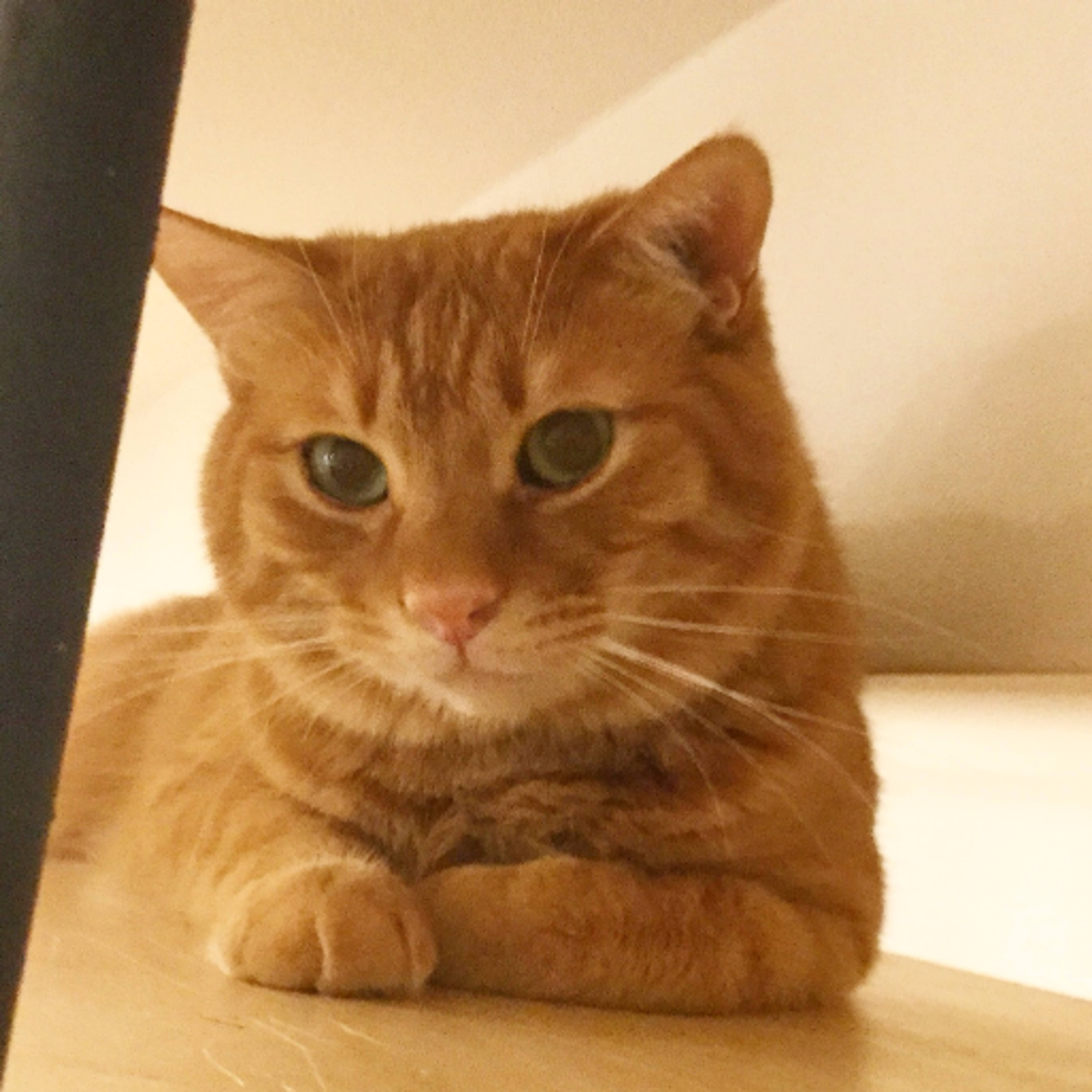 雑種（ミックス猫）・オスの里親募集の写真