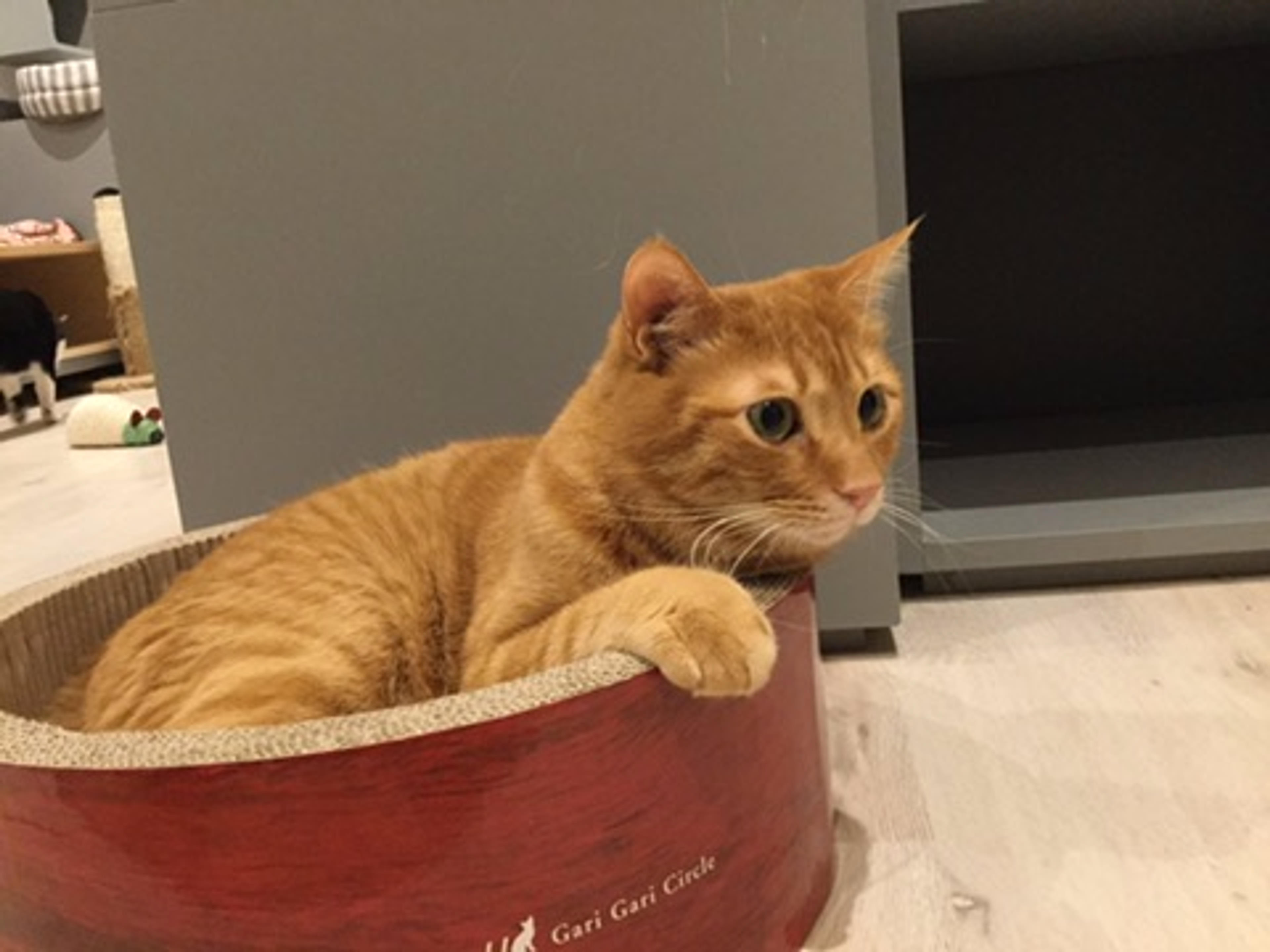 pet-image-3