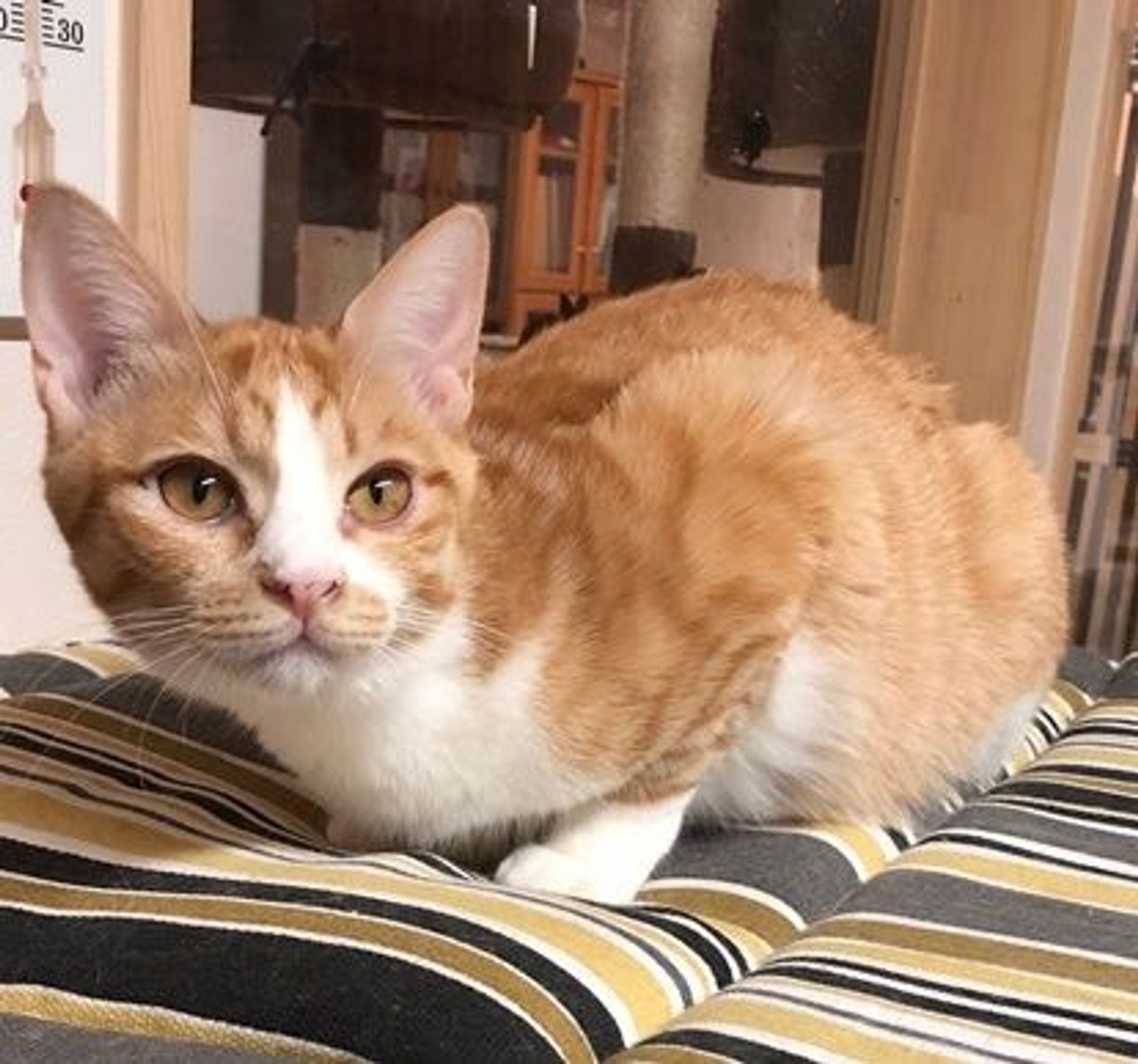 日本猫・メスの里親募集の写真