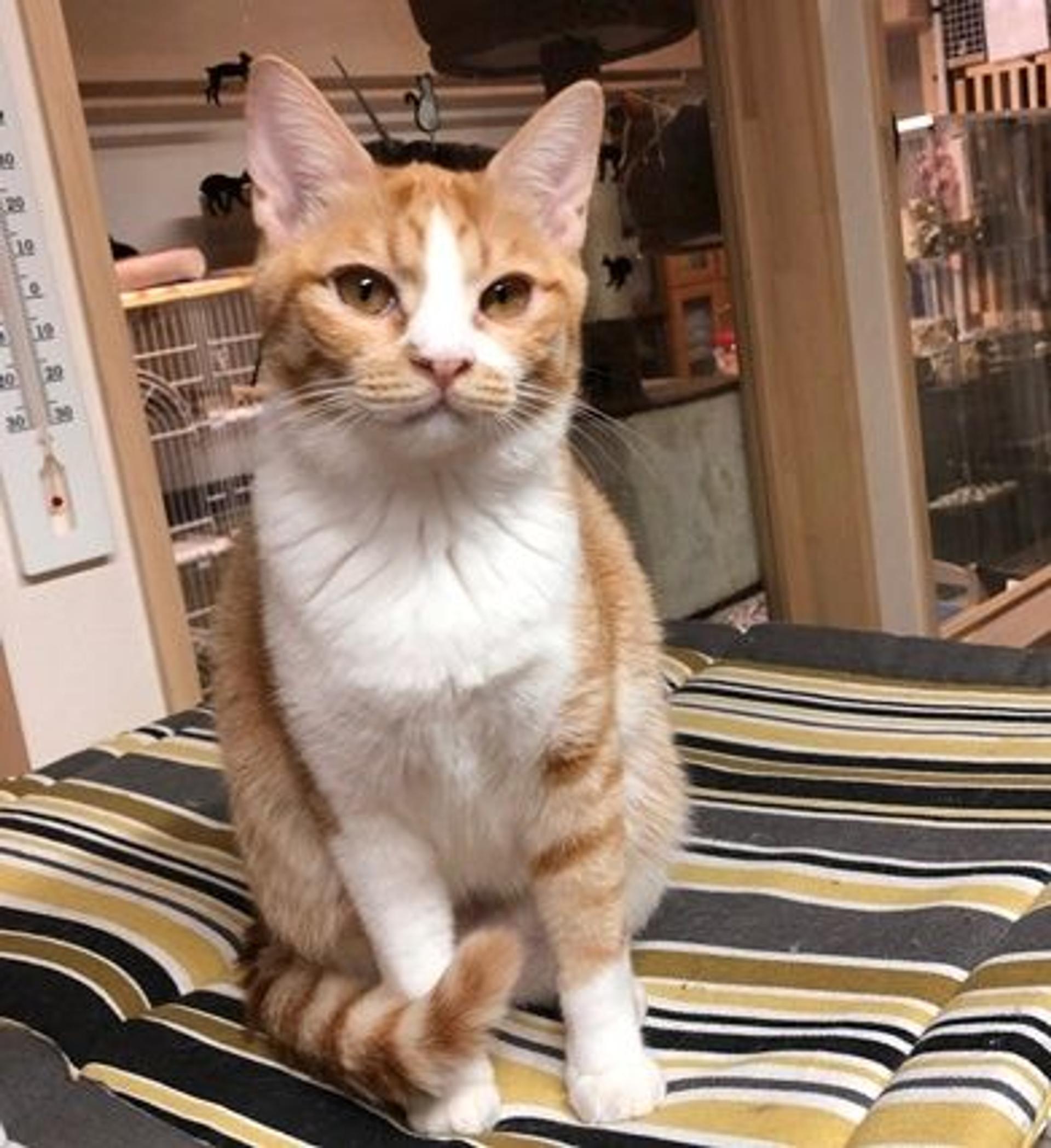 pet-image-2