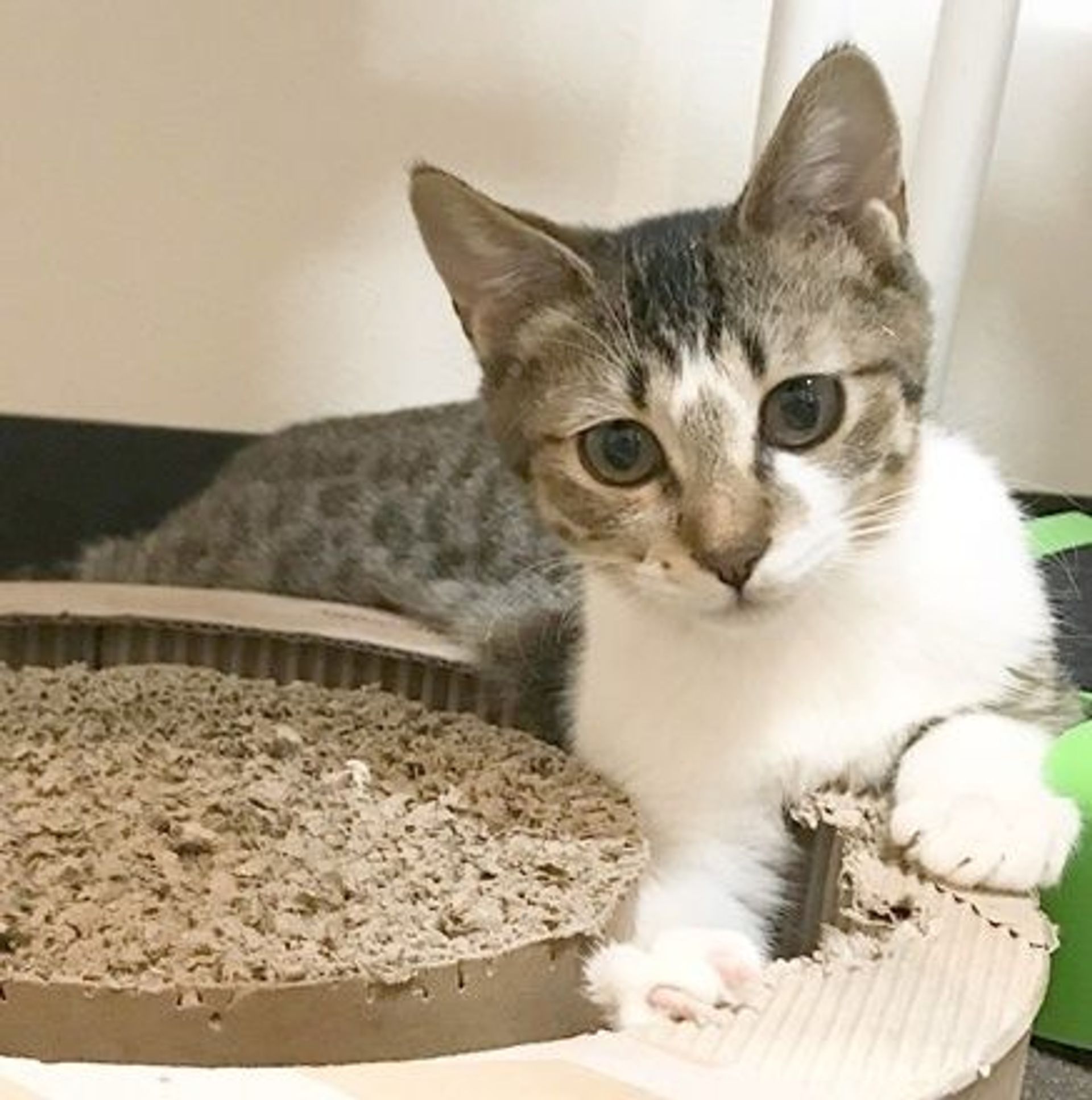 日本猫・メスの里親募集の写真