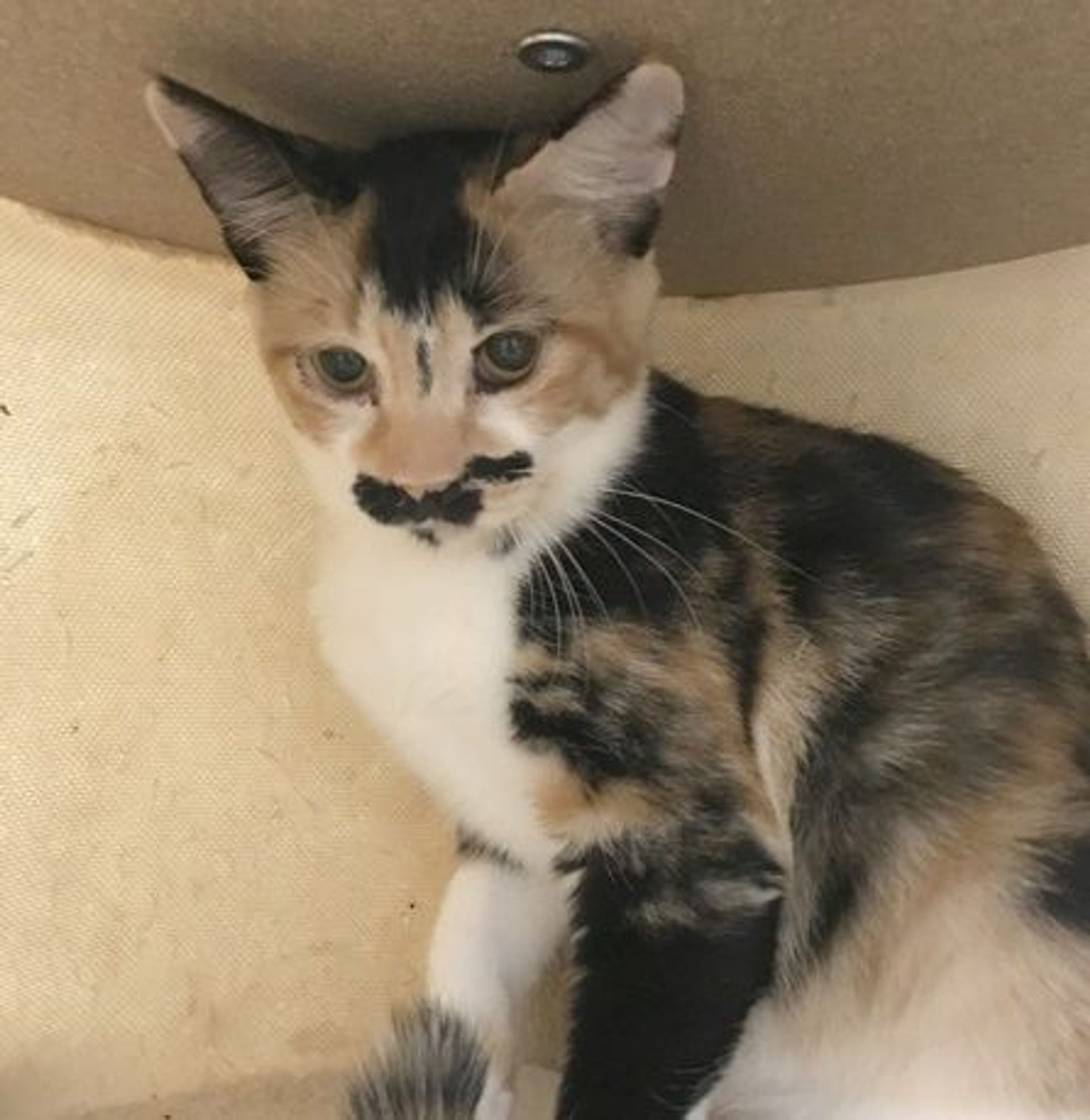 日本猫・メスの里親募集の写真