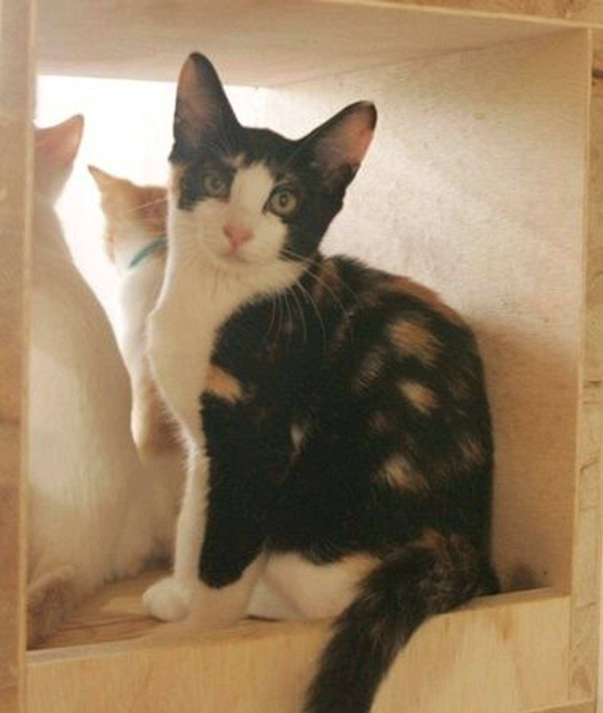 日本猫・メスの里親募集の写真