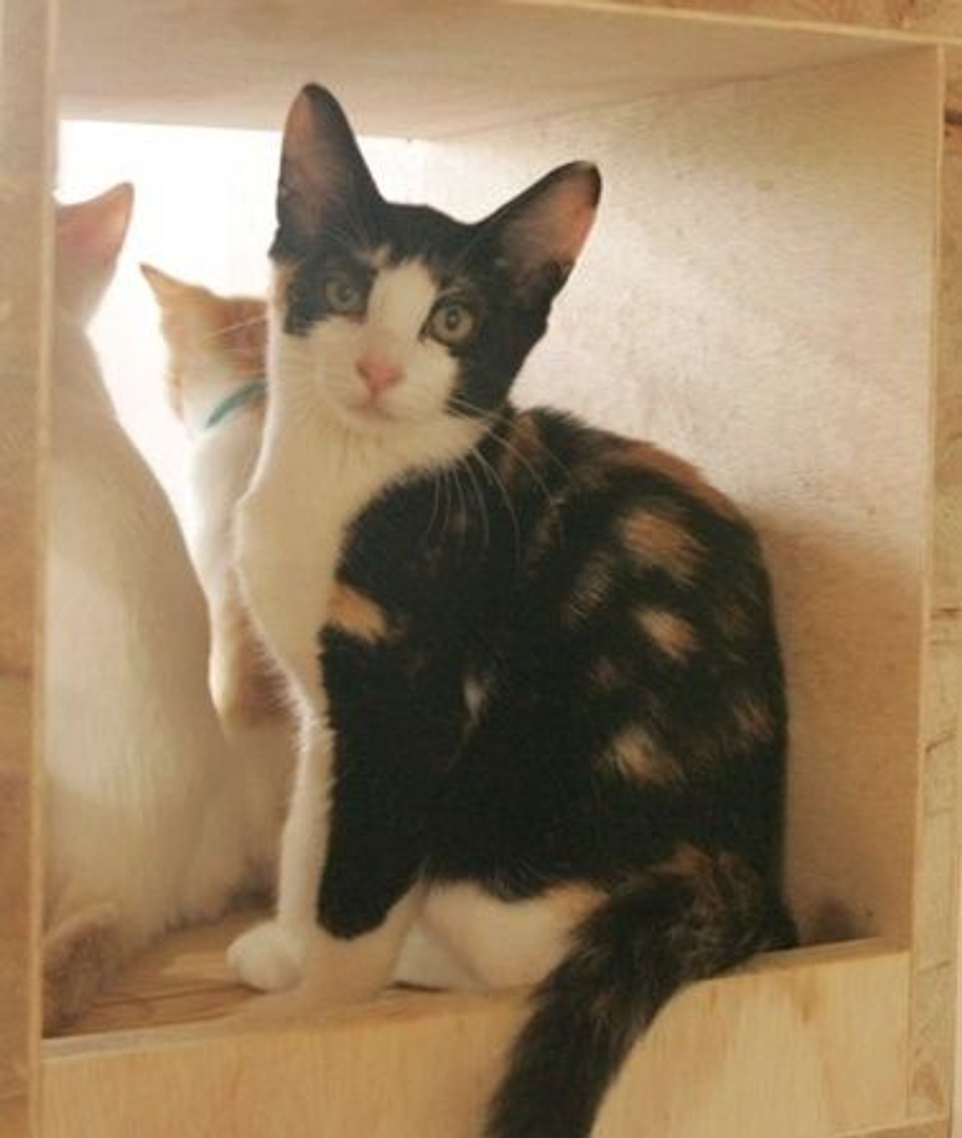 日本猫・メスの里親募集の写真