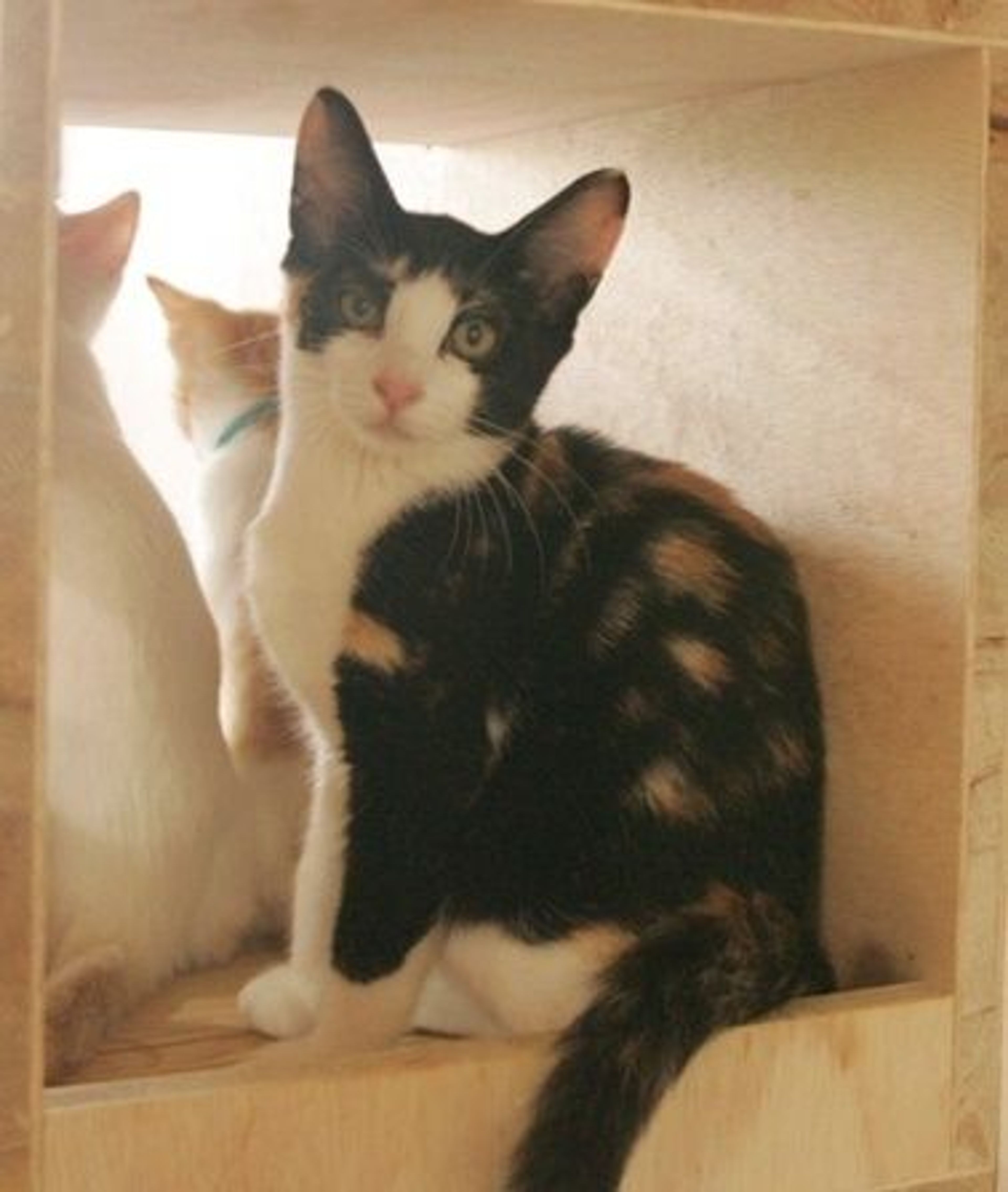 日本猫・メスの里親募集の写真