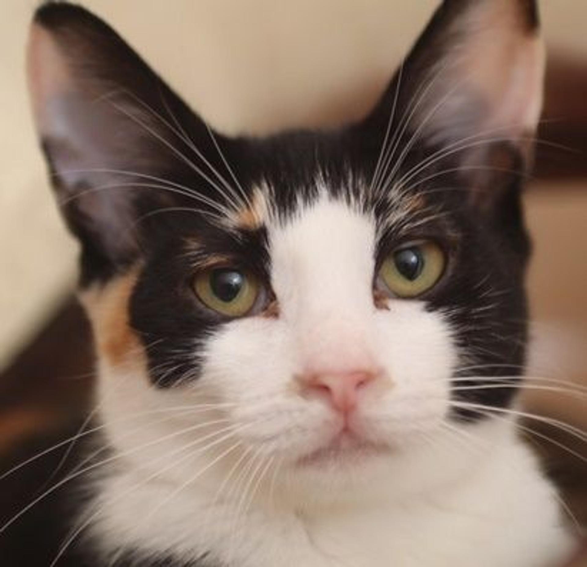 pet-image-2