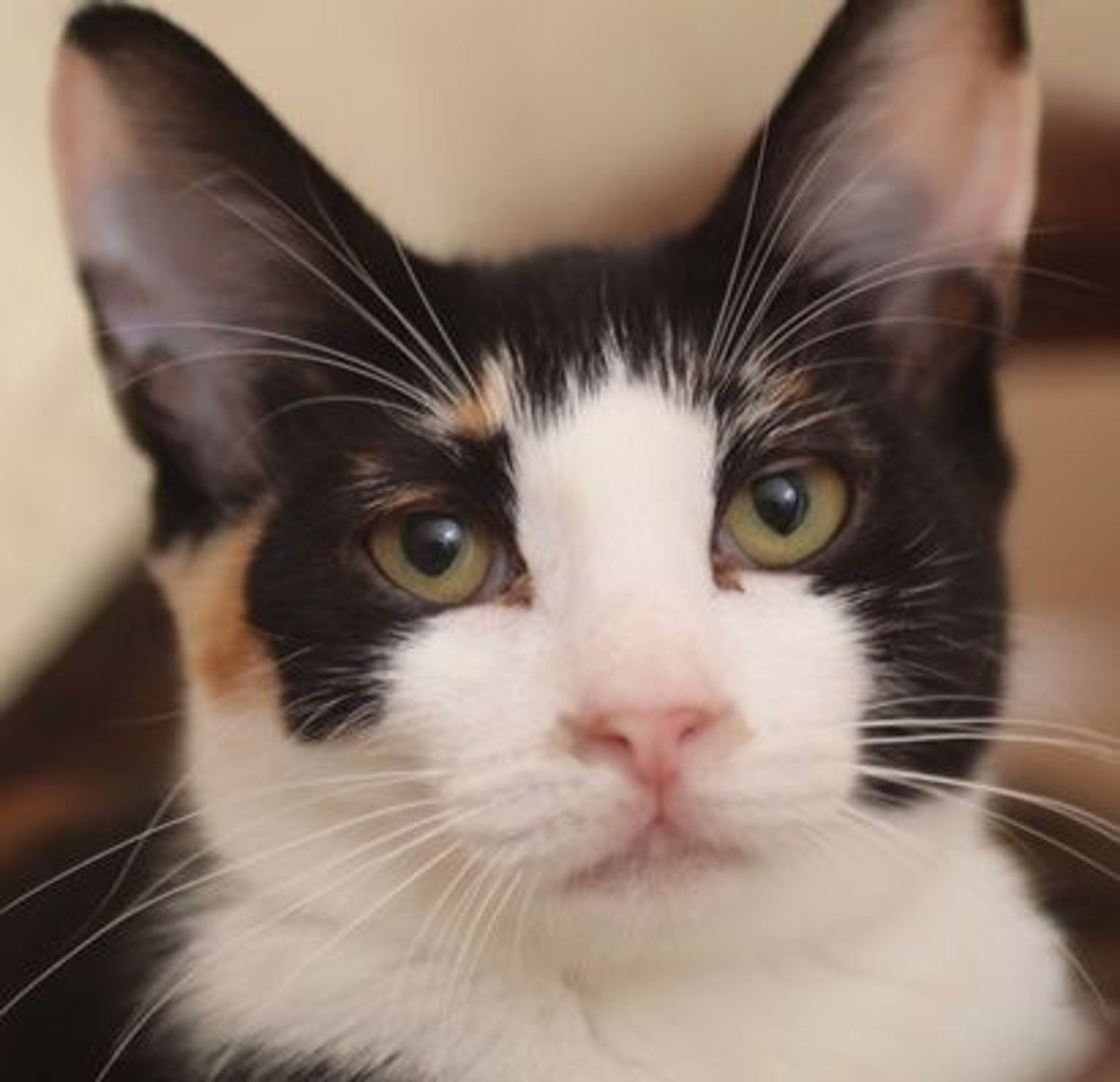 pet-image-2
