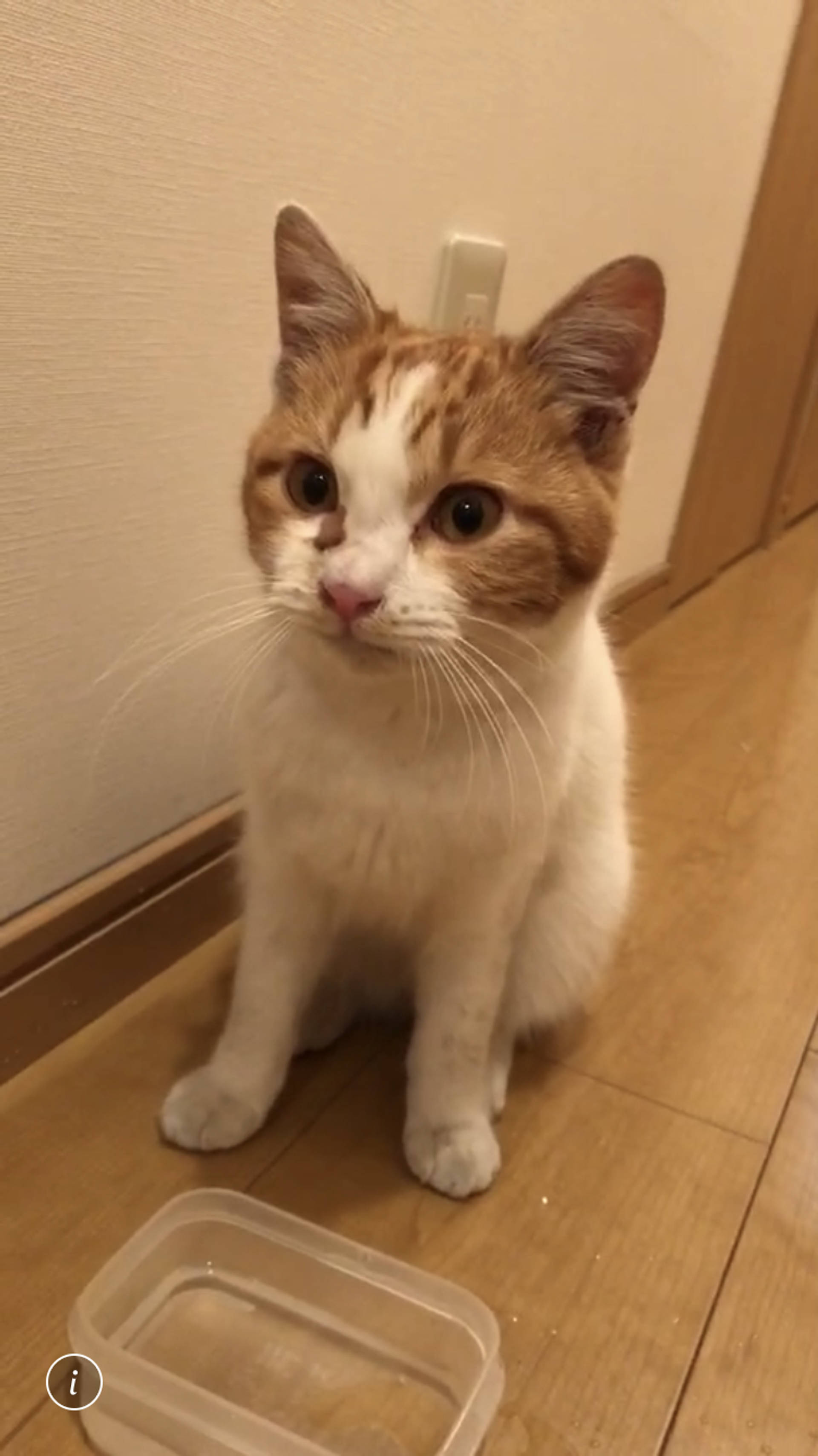 雑種（ミックス猫）・オスの里親募集の写真