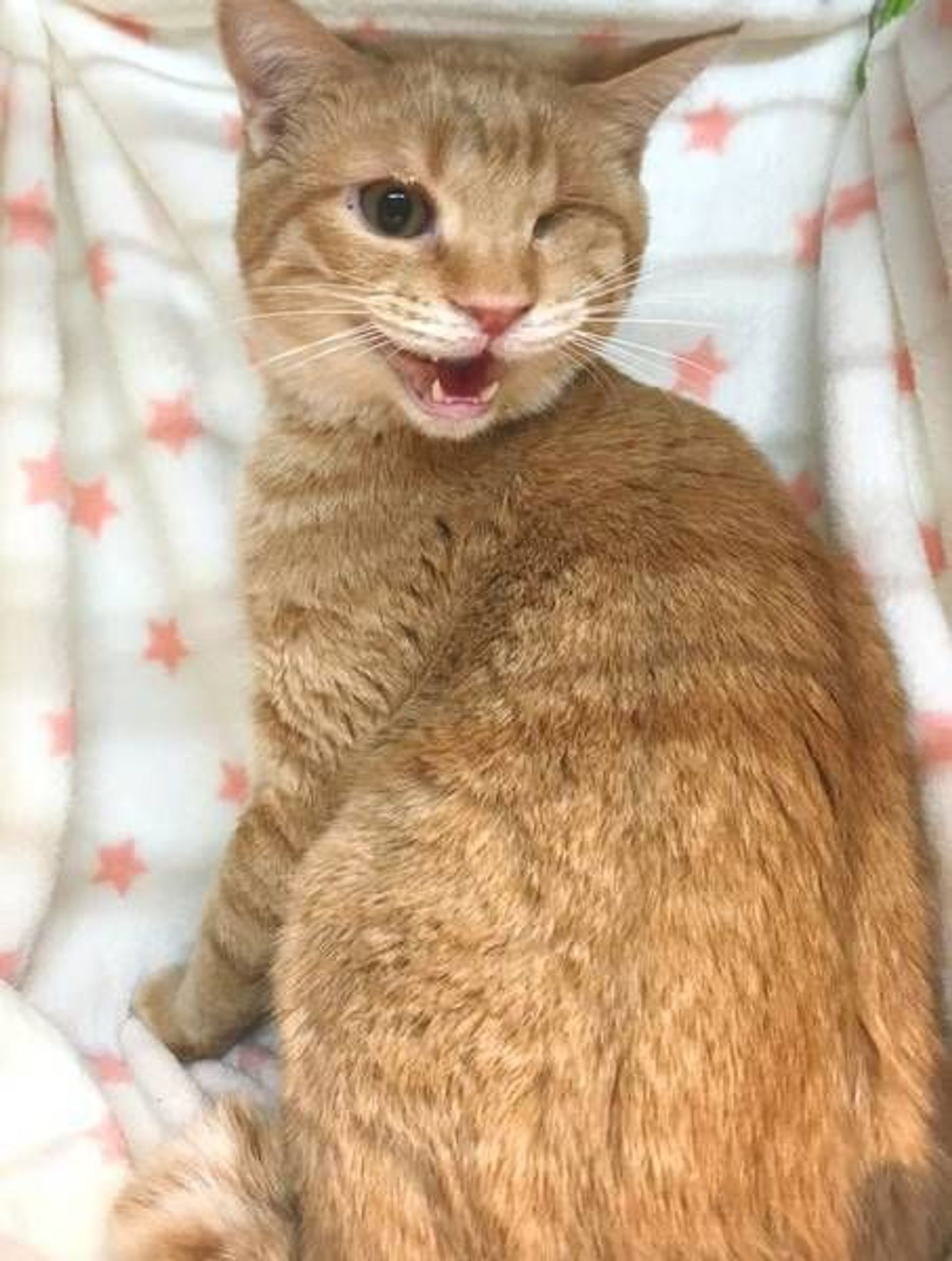 日本猫・オスの里親募集の写真