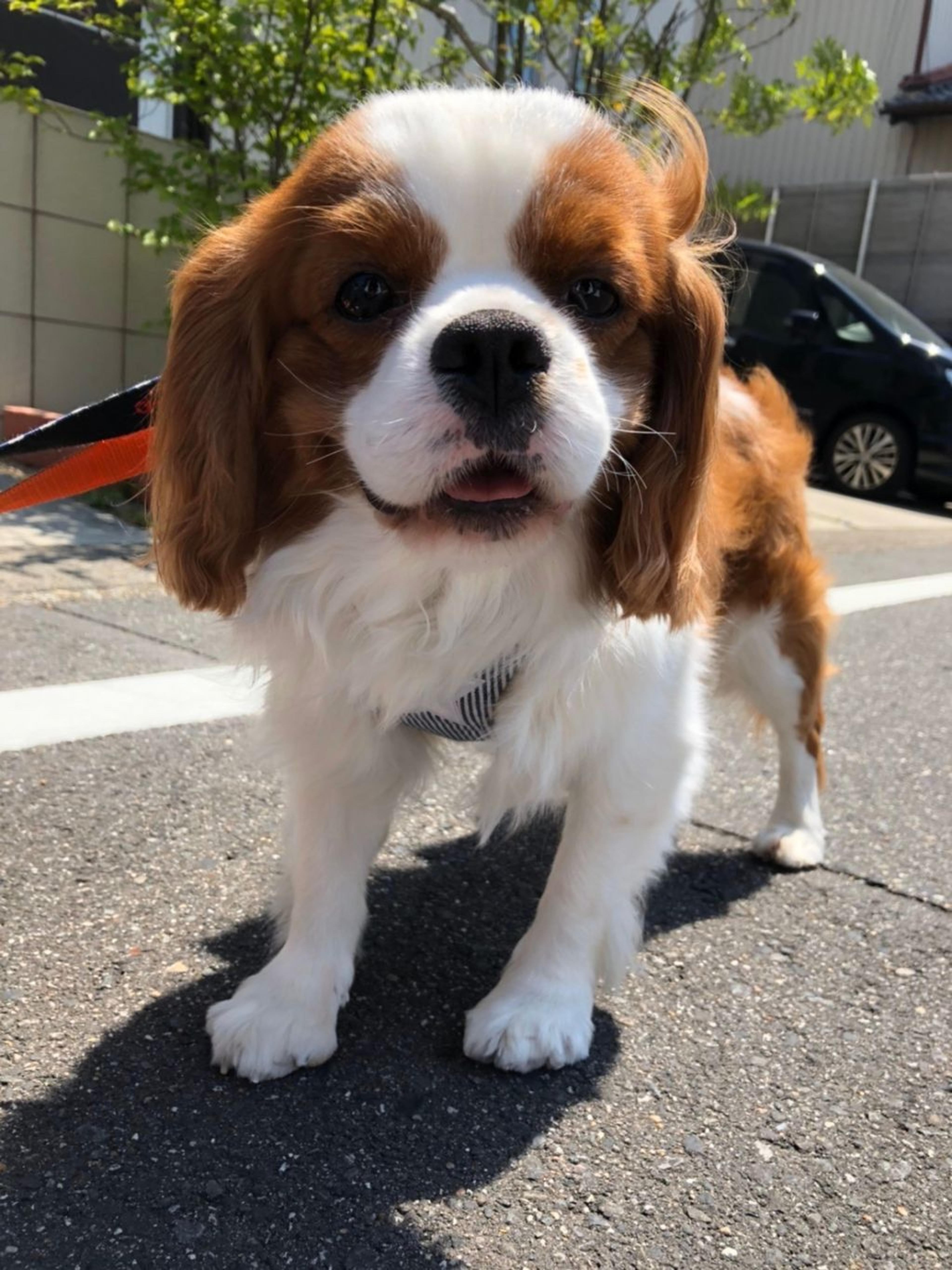 pet-image-2