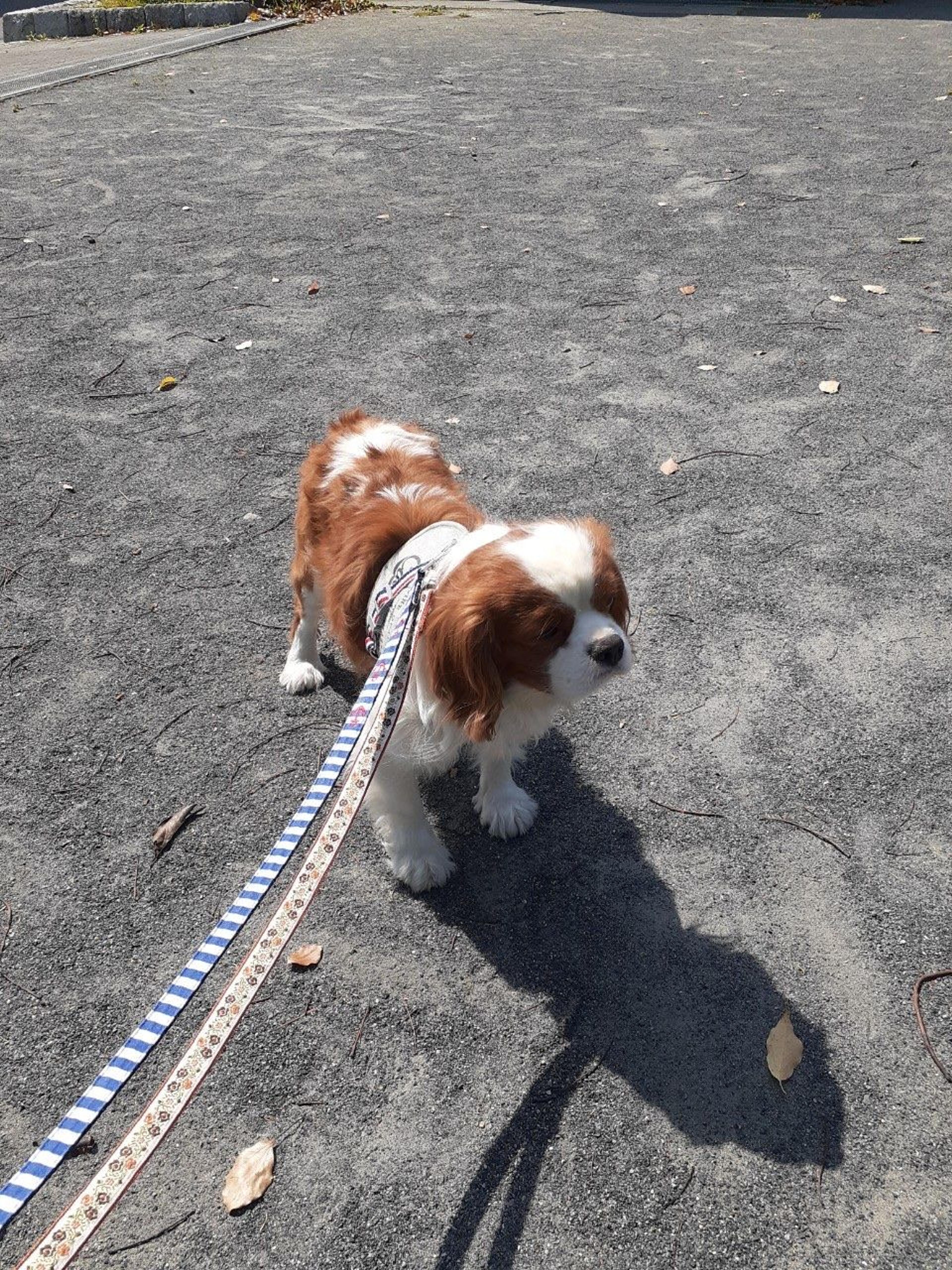 pet-image-3