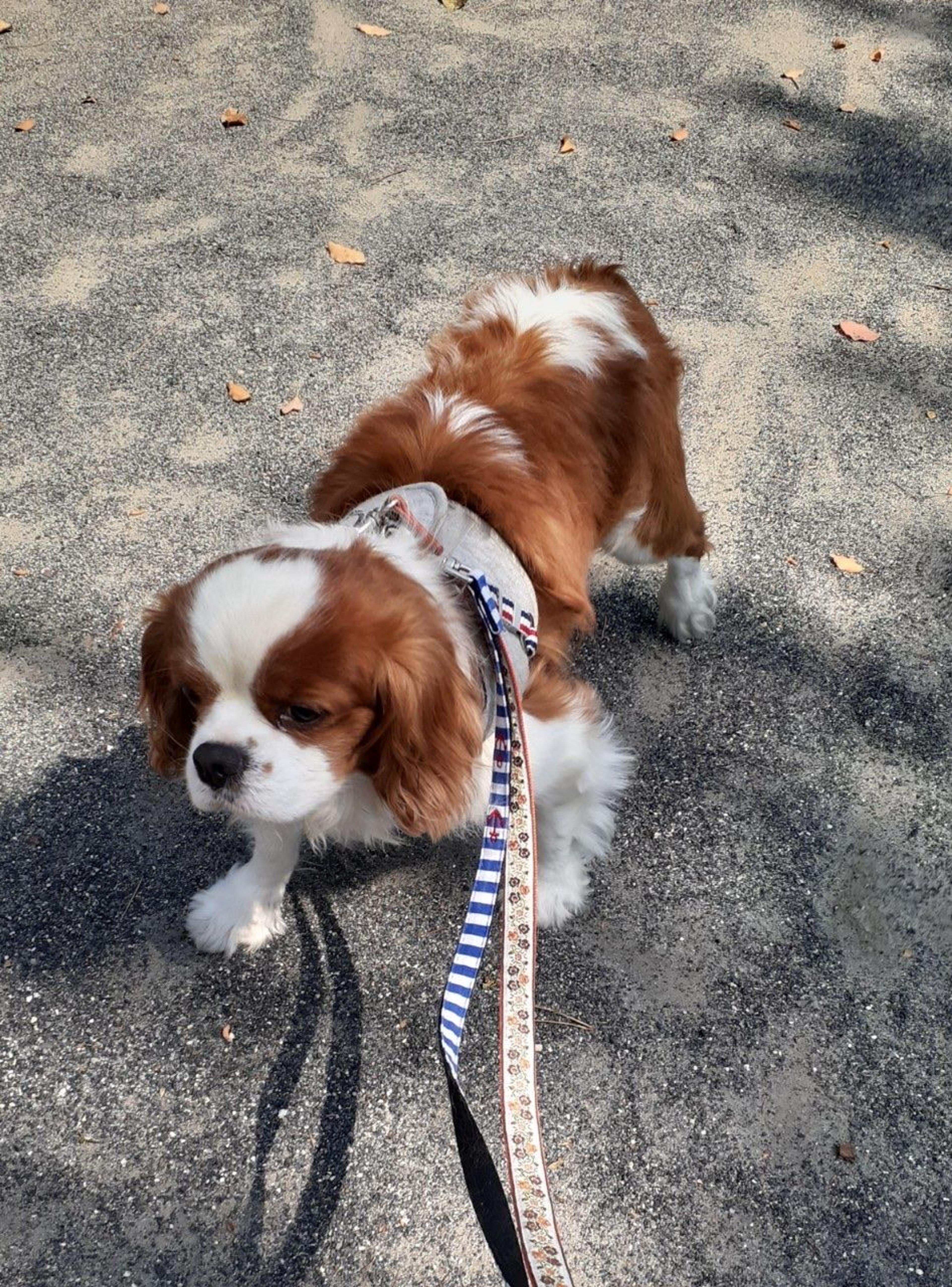 pet-image-4
