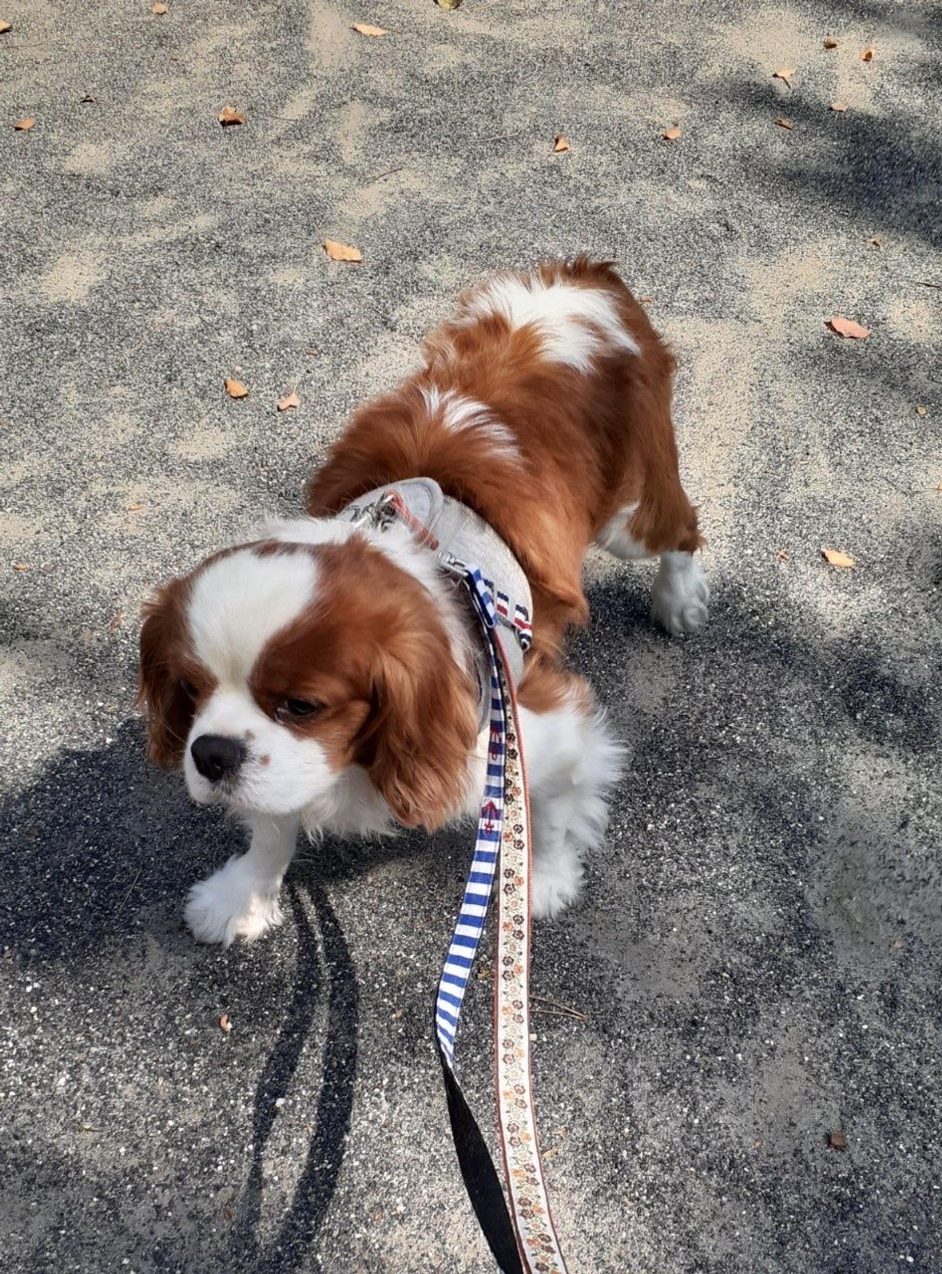 pet-image-5