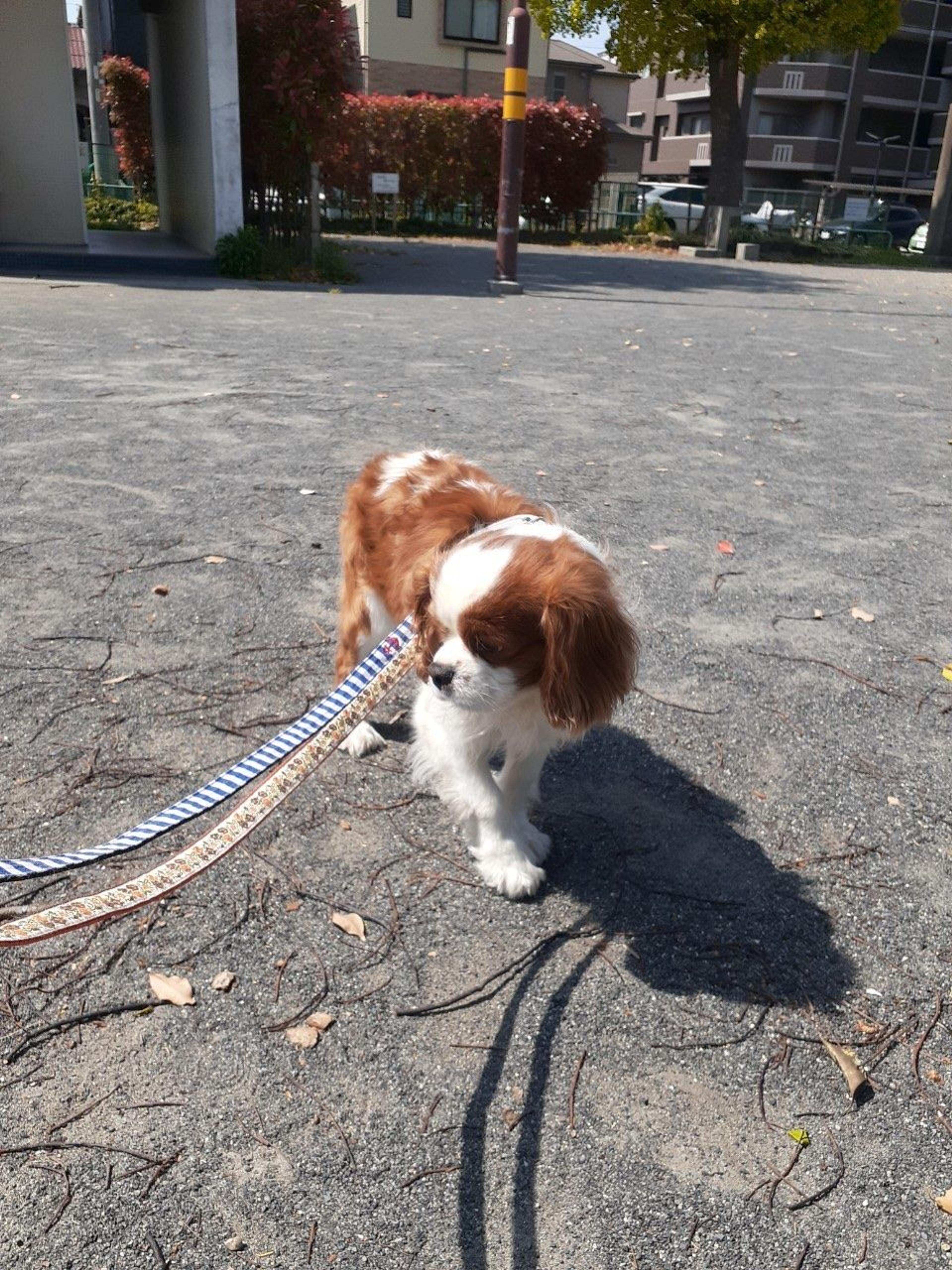 pet-image-7