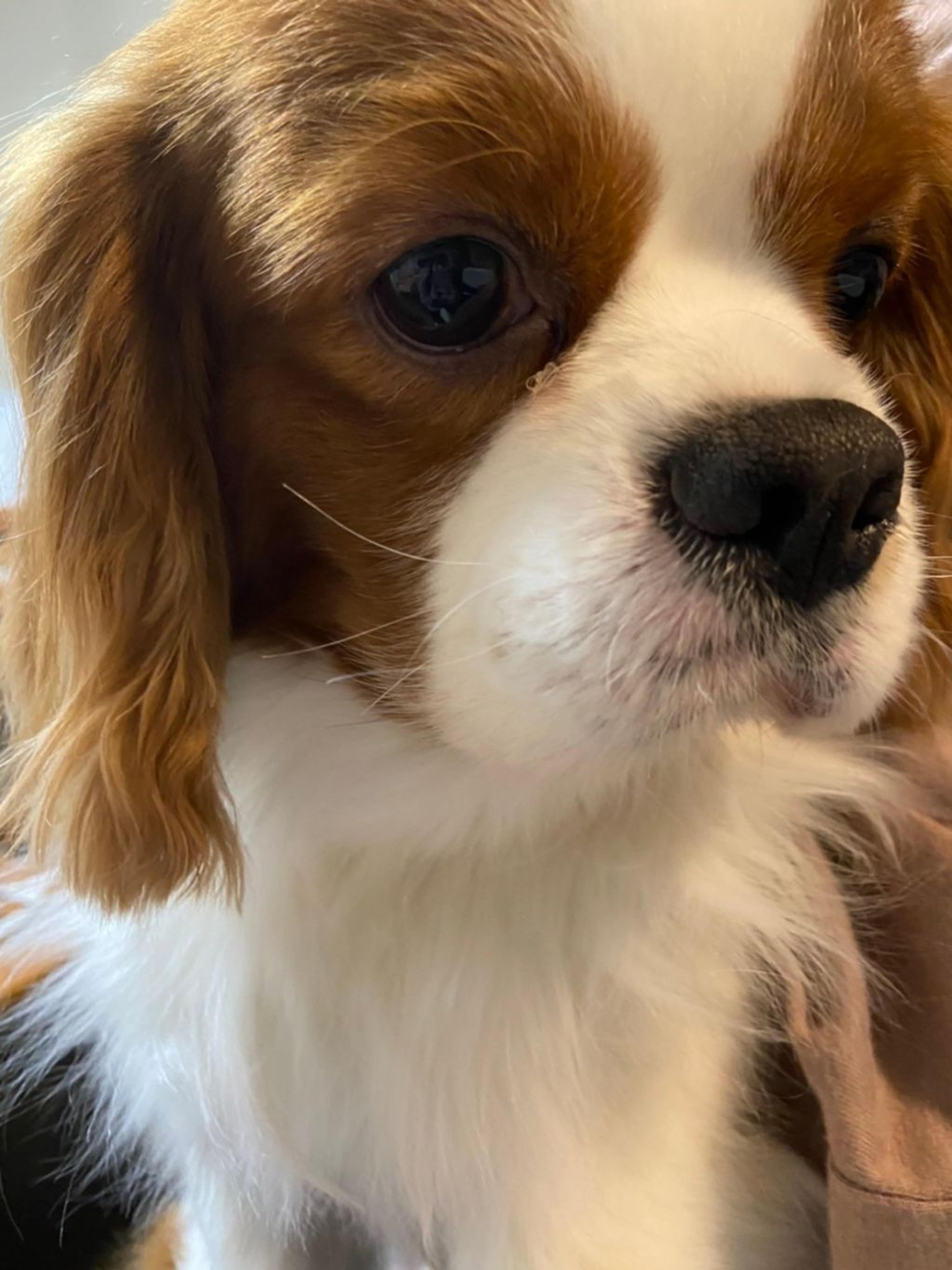 pet-image-8