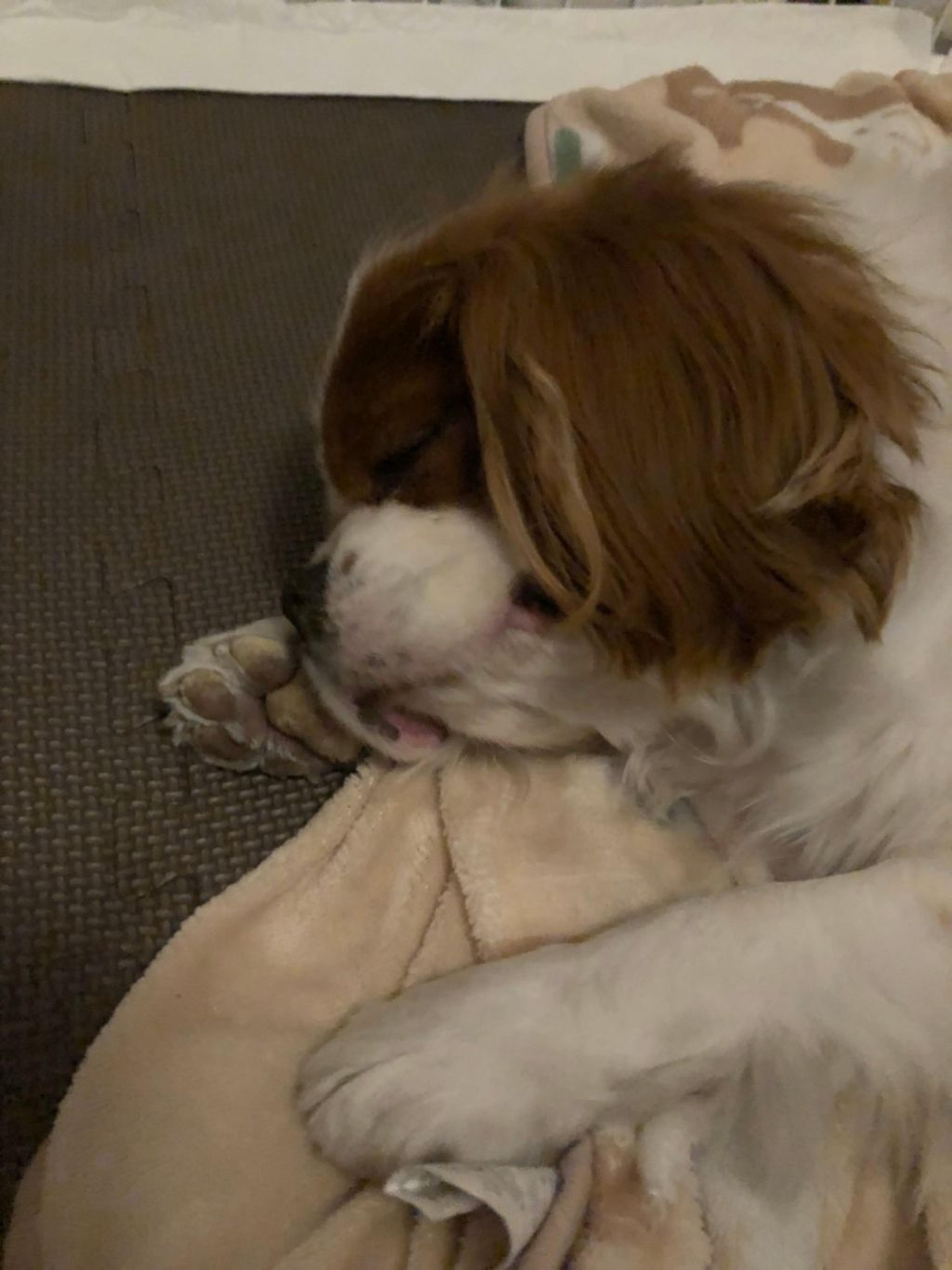 pet-image-9