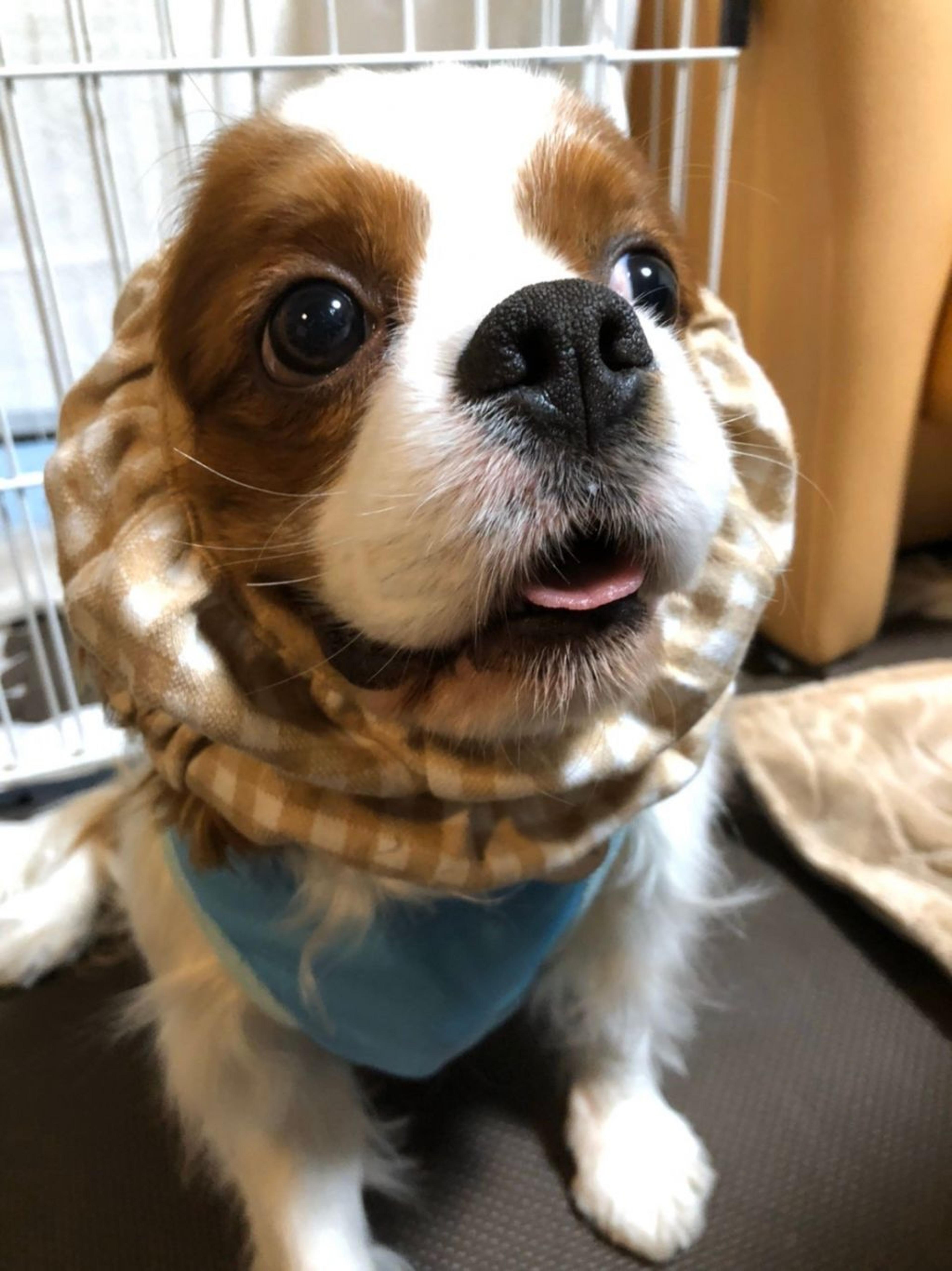 pet-image-10