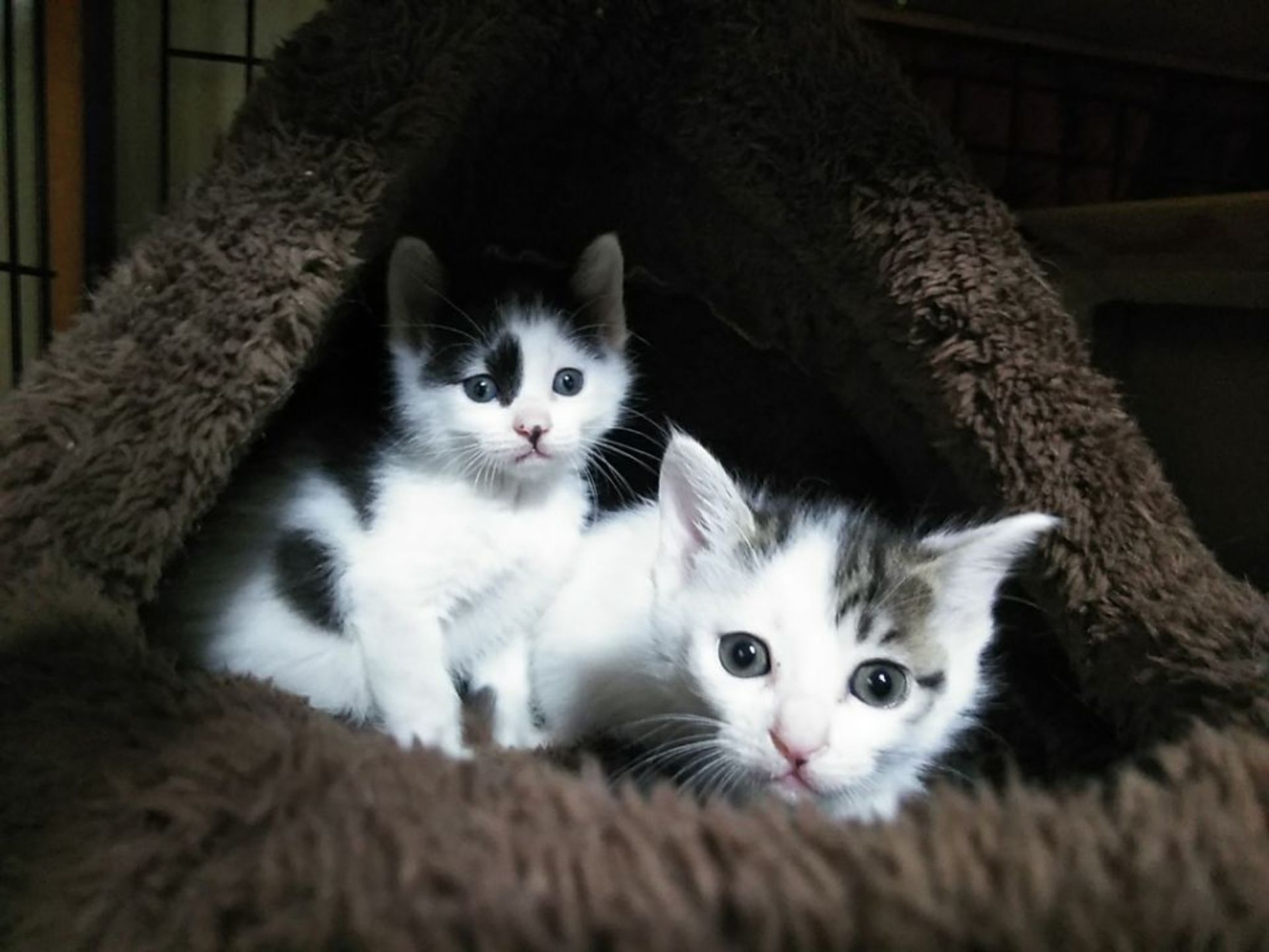 雑種（ミックス猫）・オスの里親募集の写真
