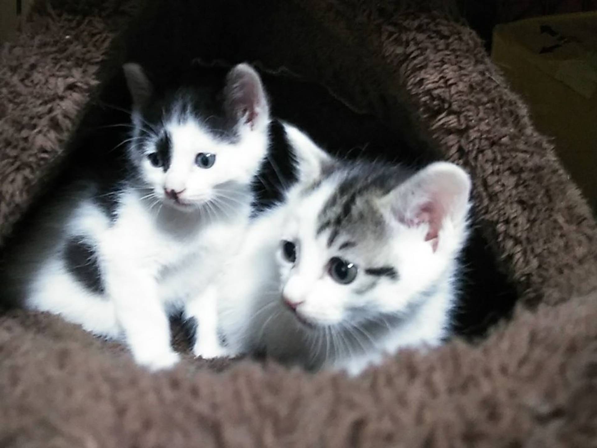 雑種（ミックス猫）・メスの里親募集の写真