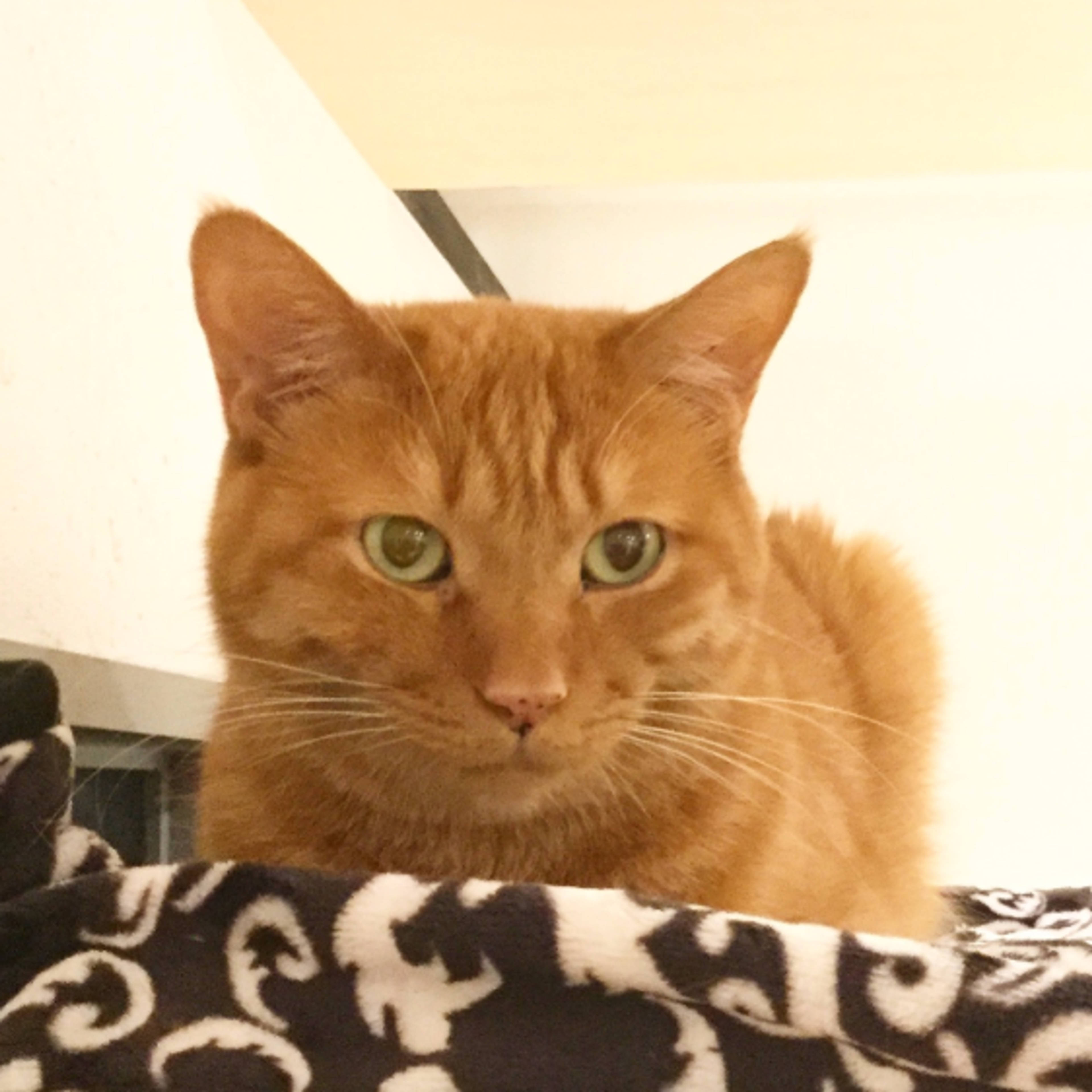 雑種（ミックス猫）・オスの里親募集の写真