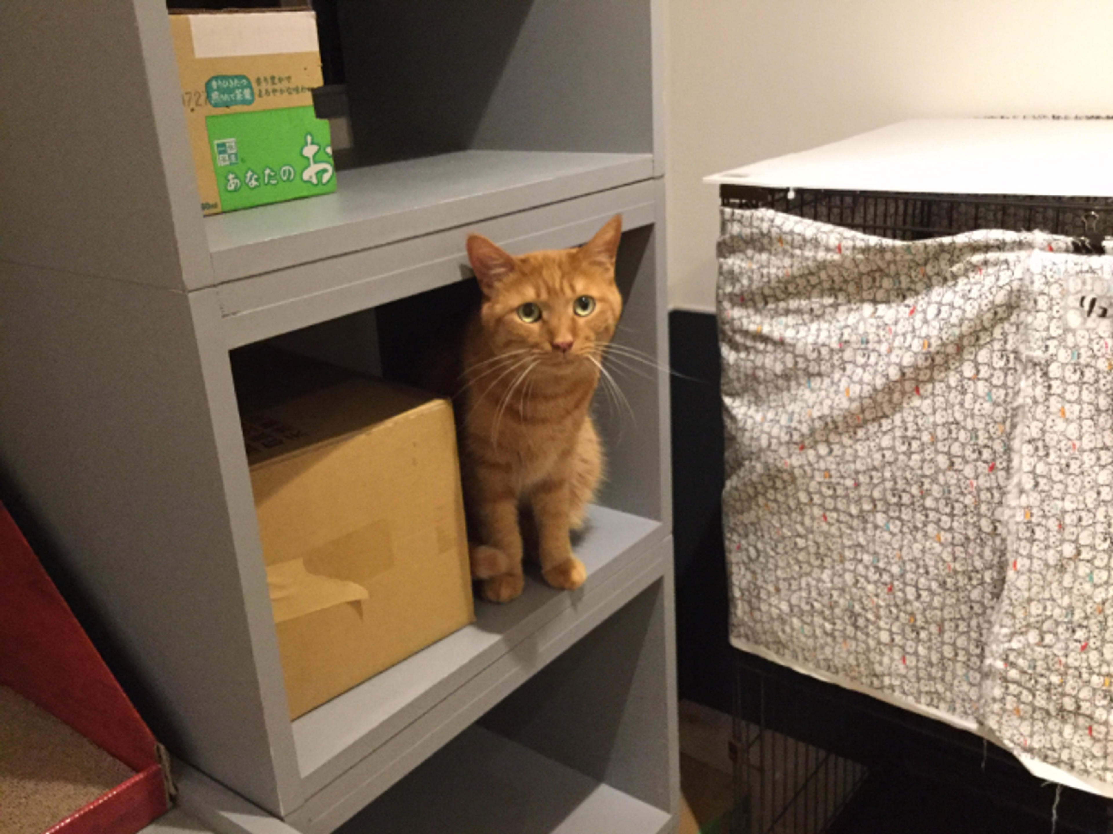 pet-image-2