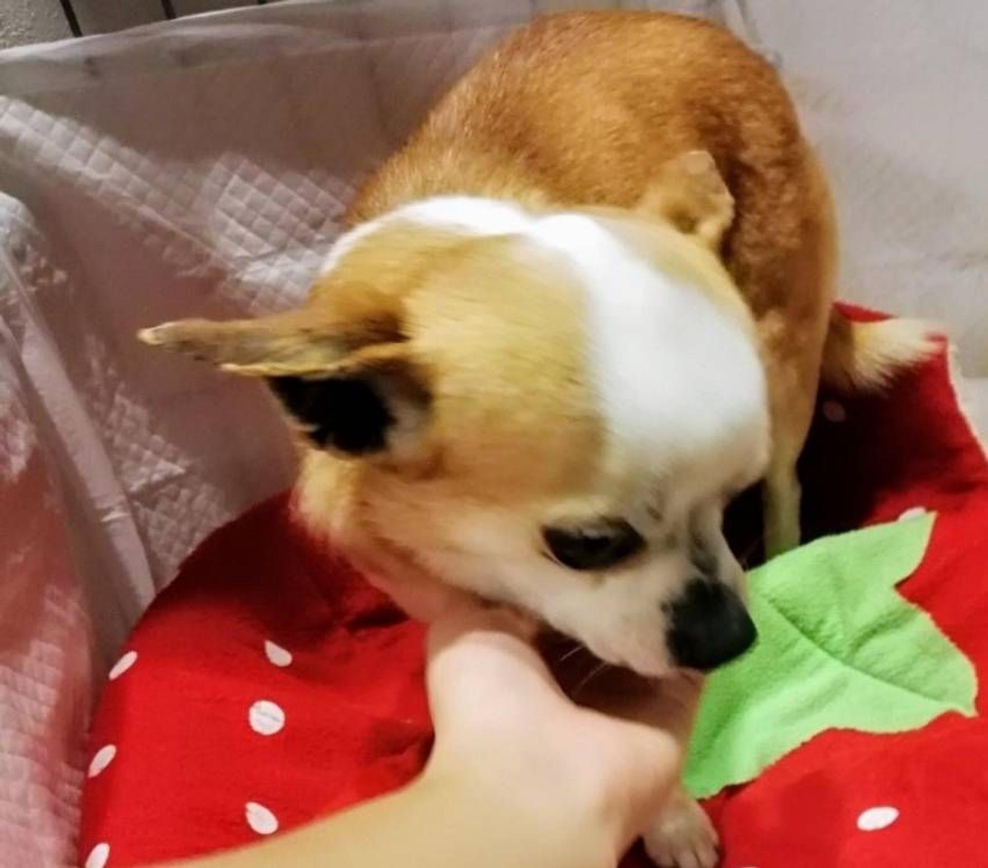 pet-image-2