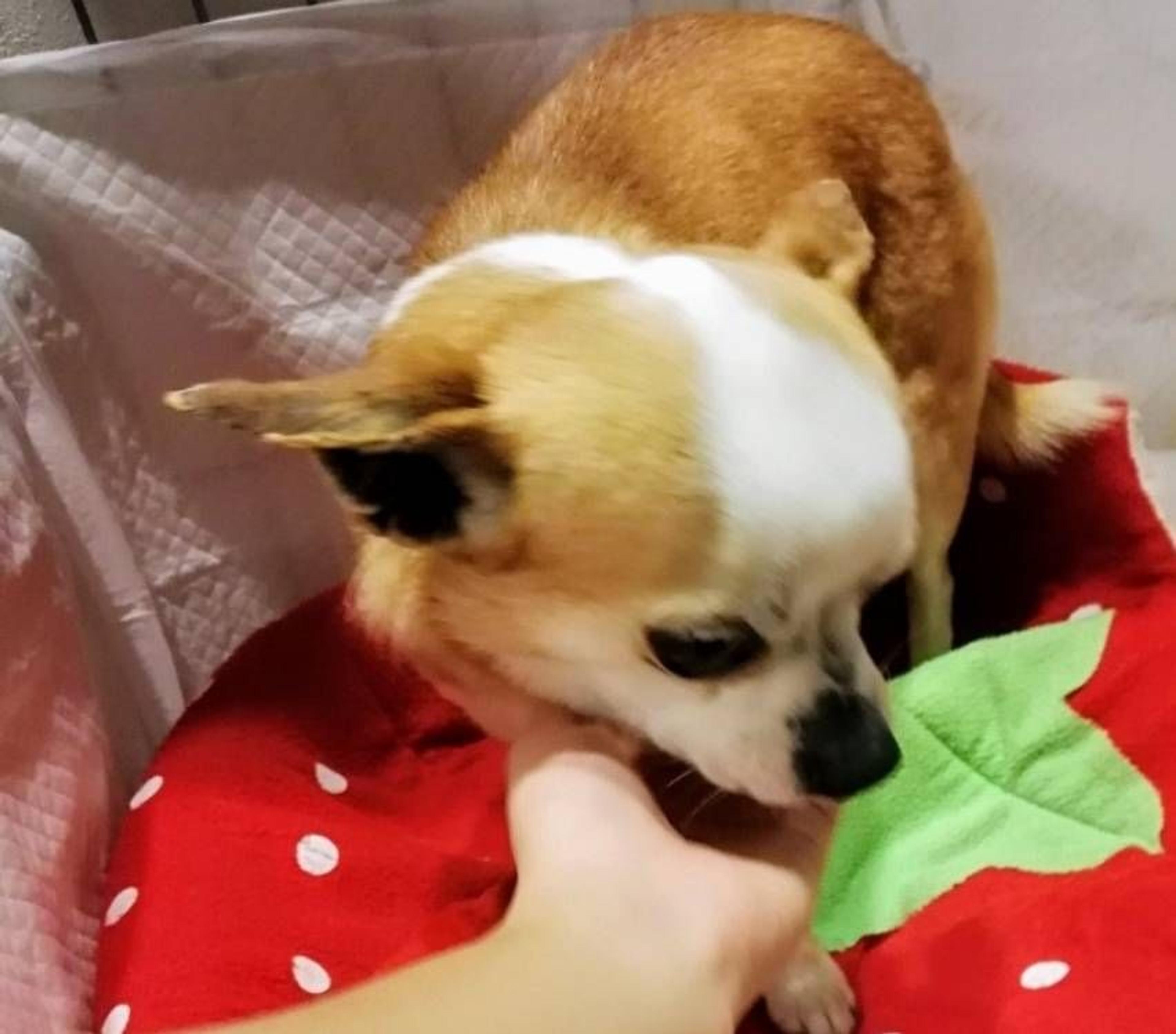 pet-image-2