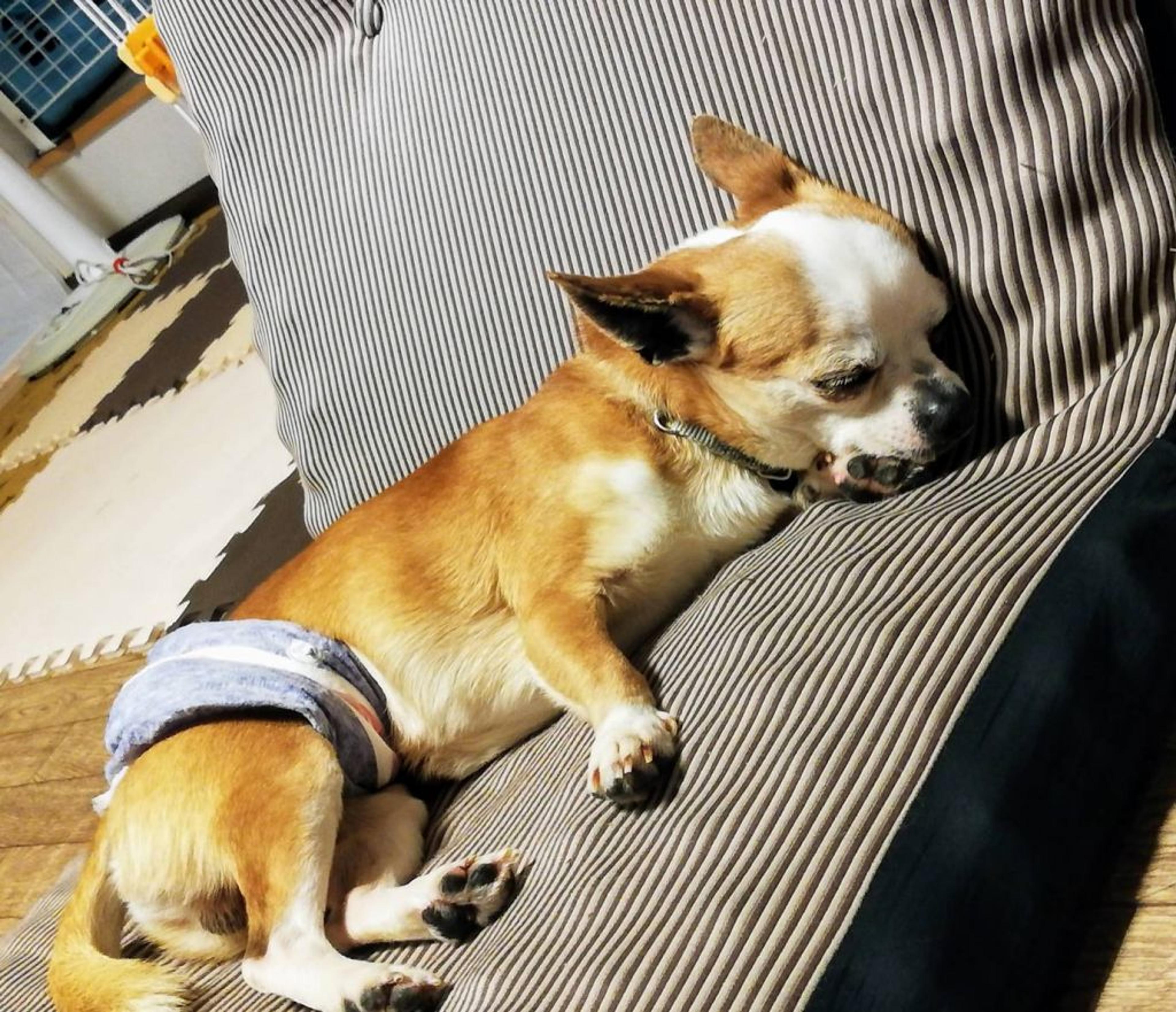 pet-image-3