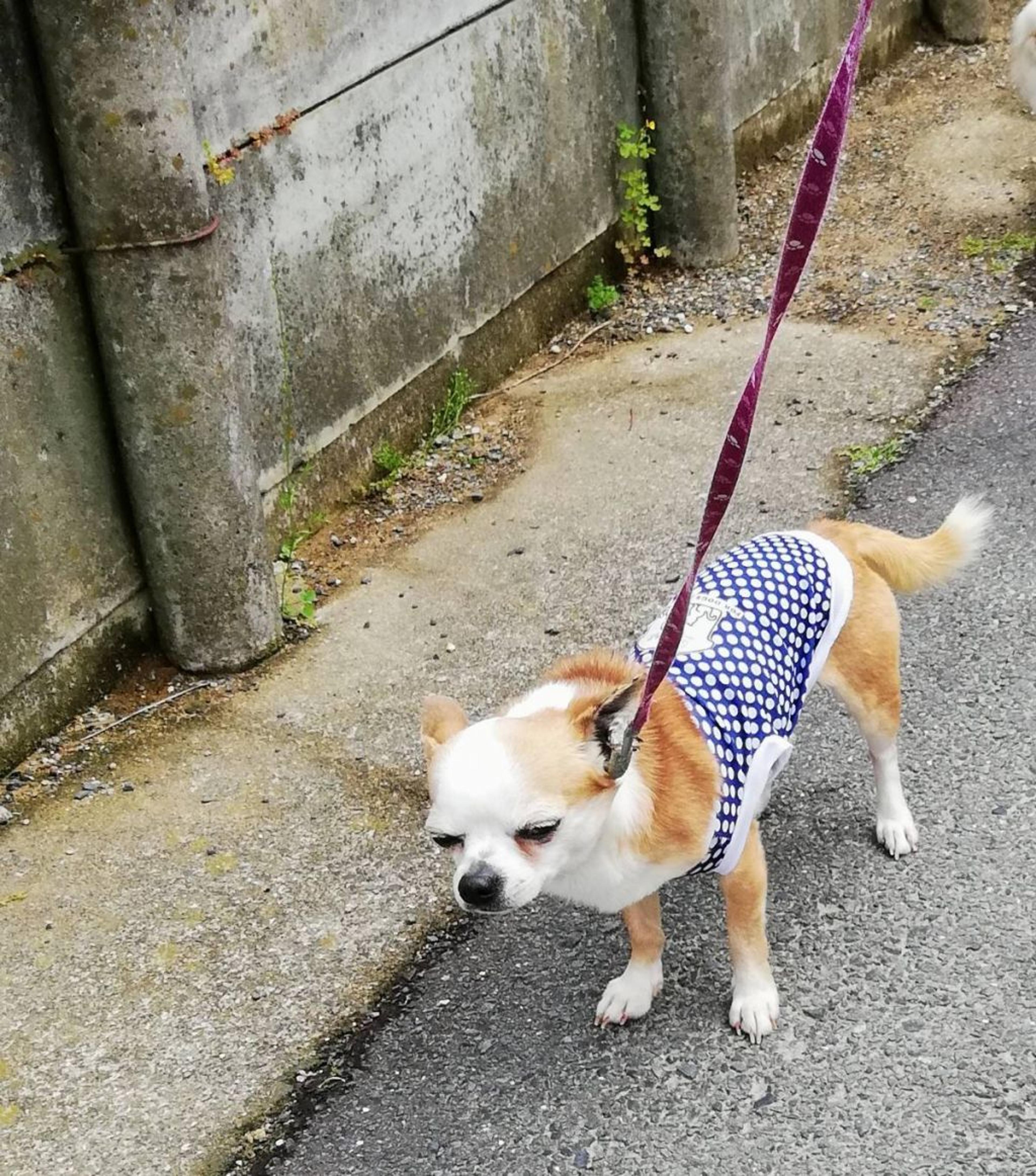 pet-image-4