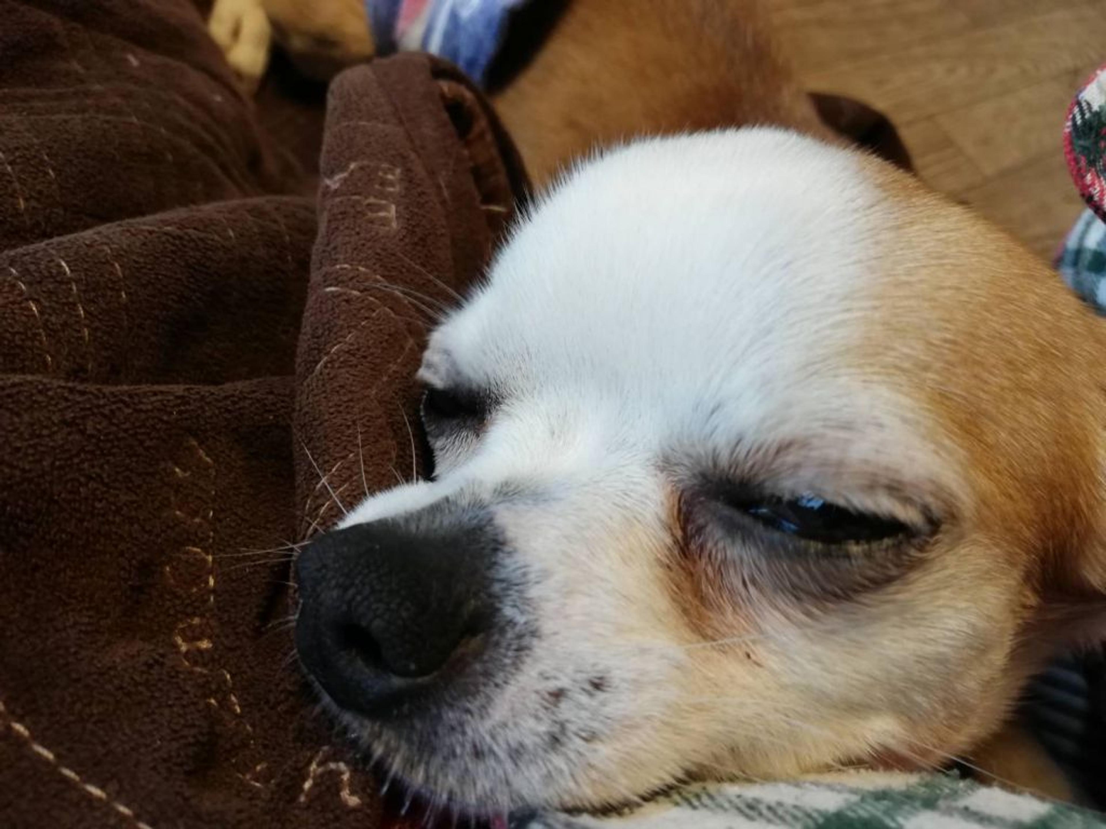 pet-image-5