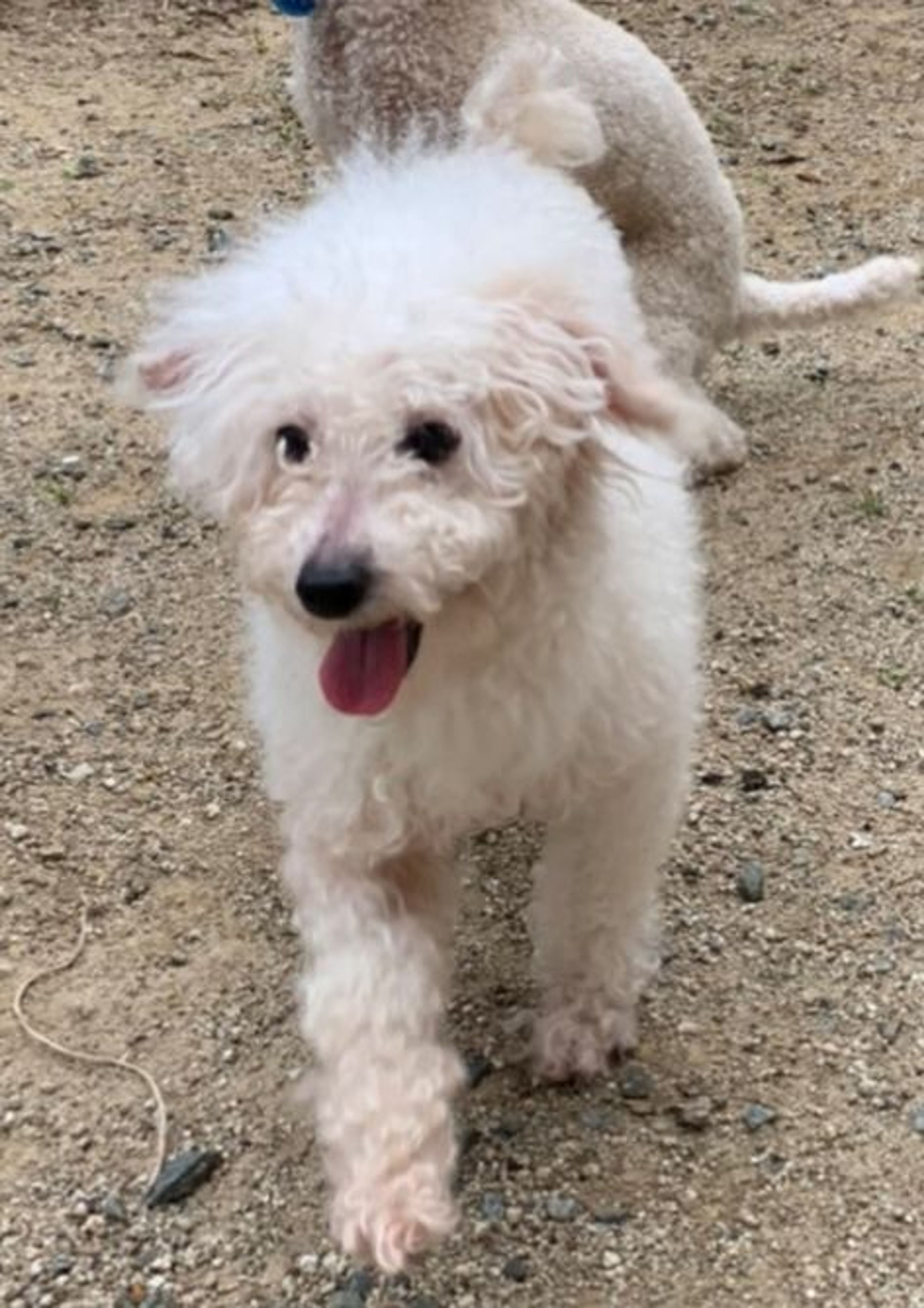 pet-image-2