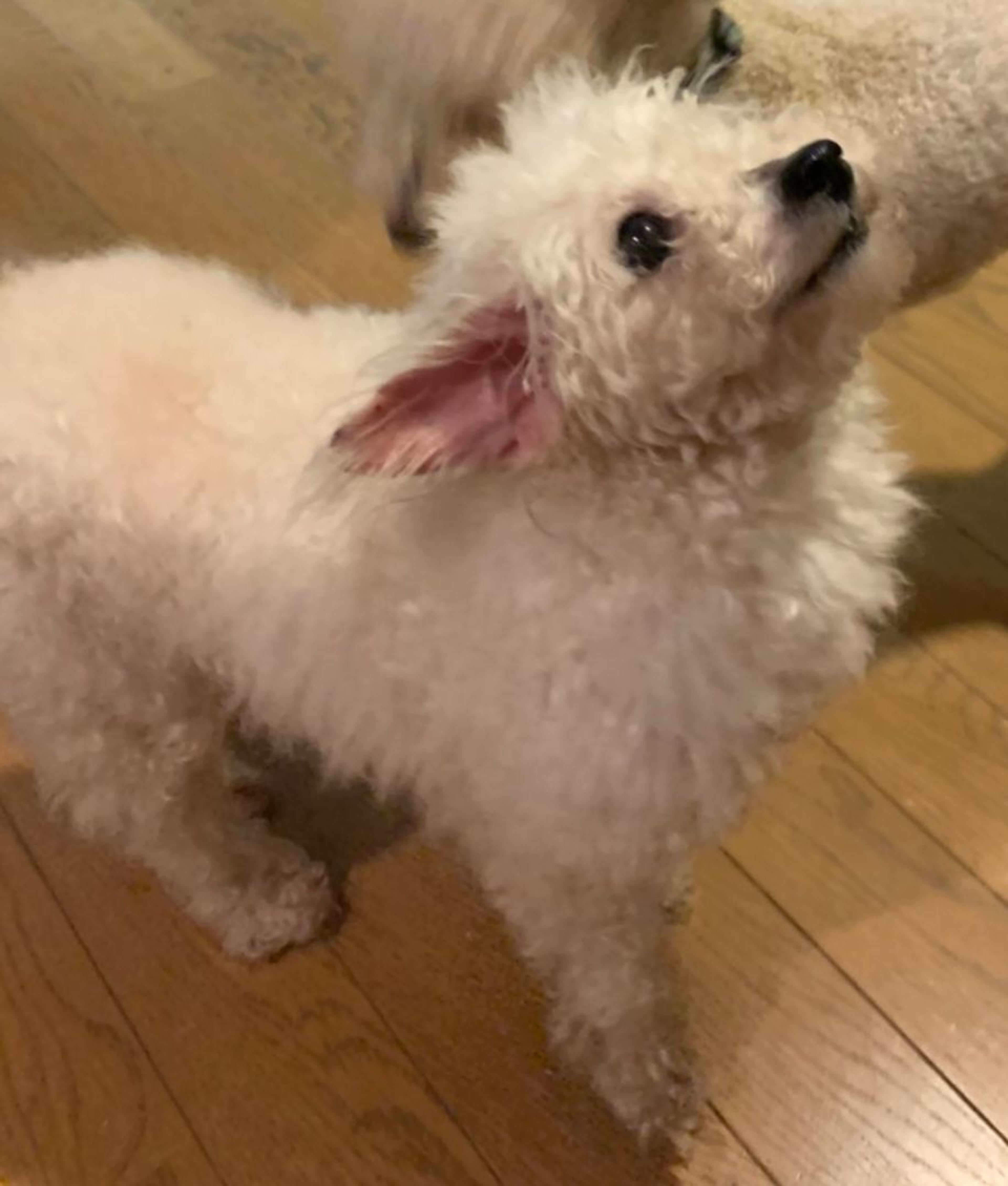 pet-image-4