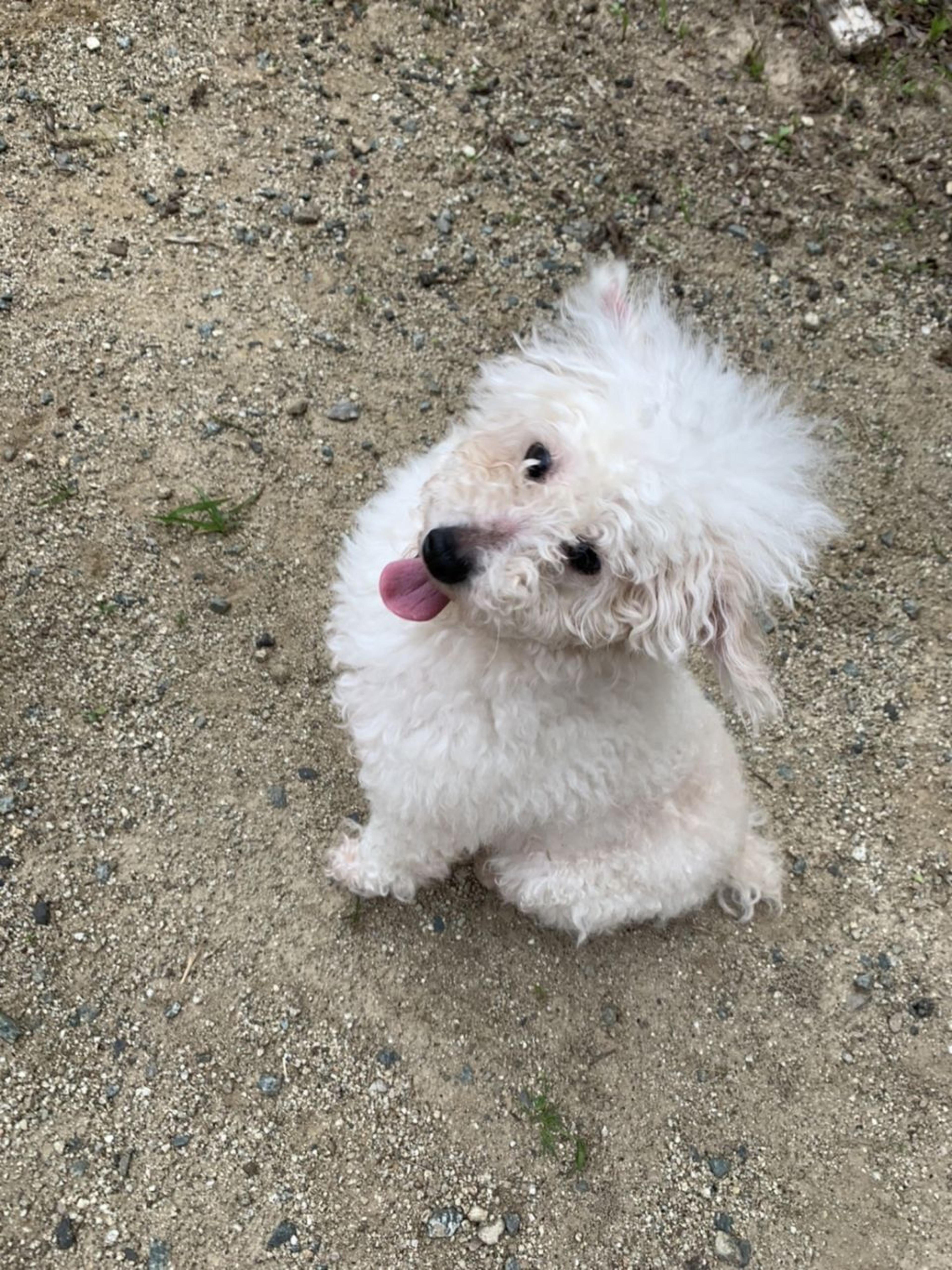 pet-image-5