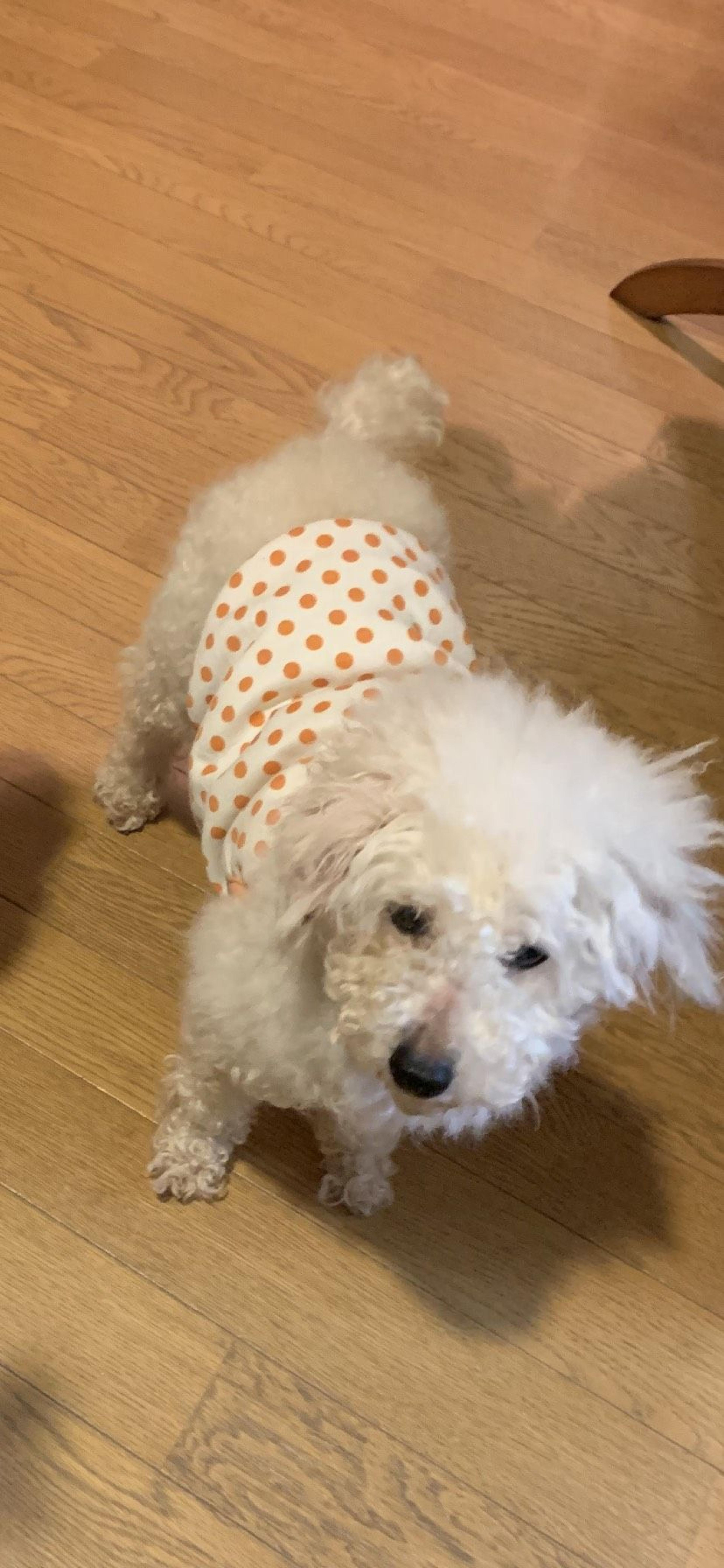 pet-image-6