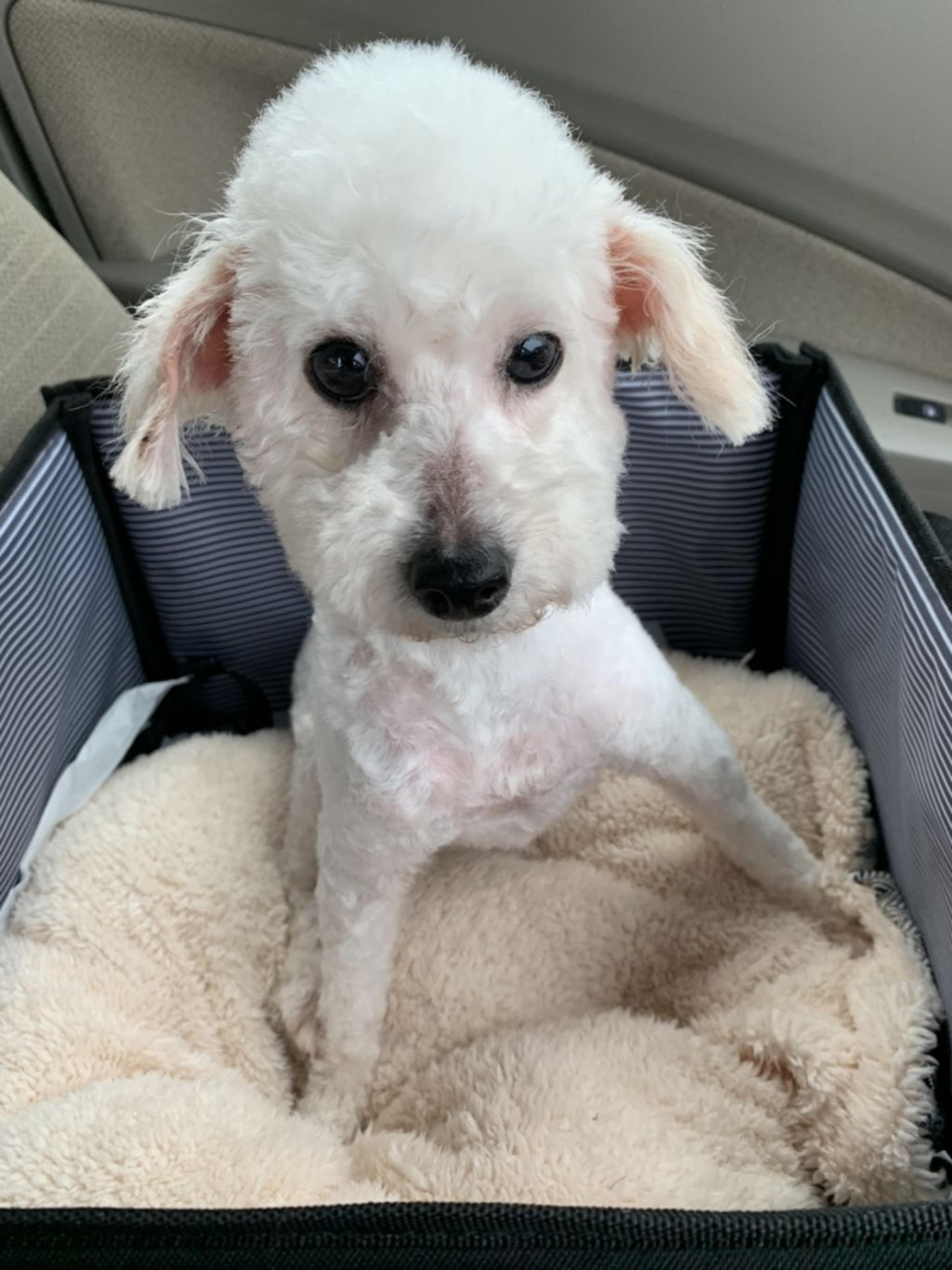 pet-image-8