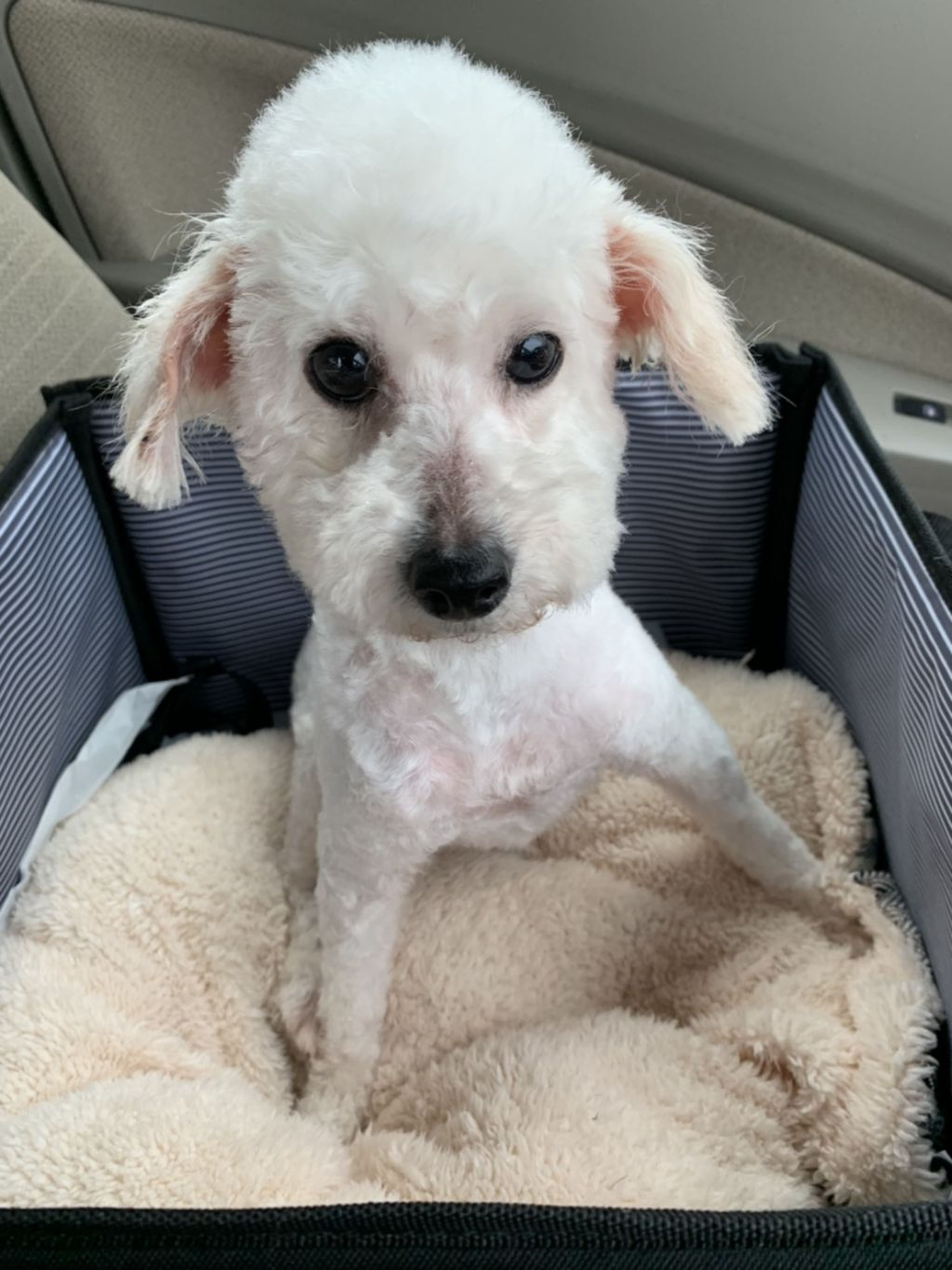 pet-image-8