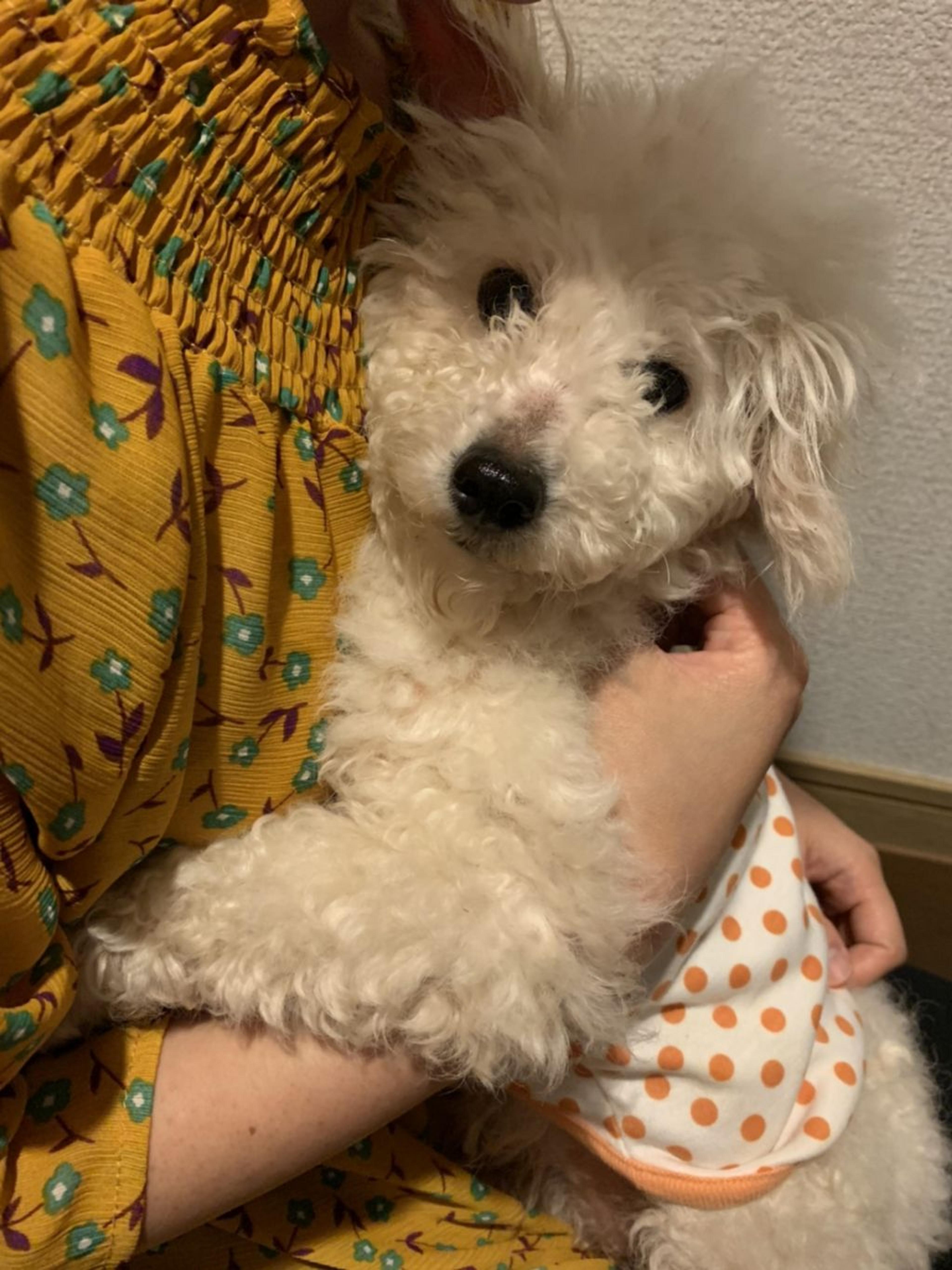 pet-image-9