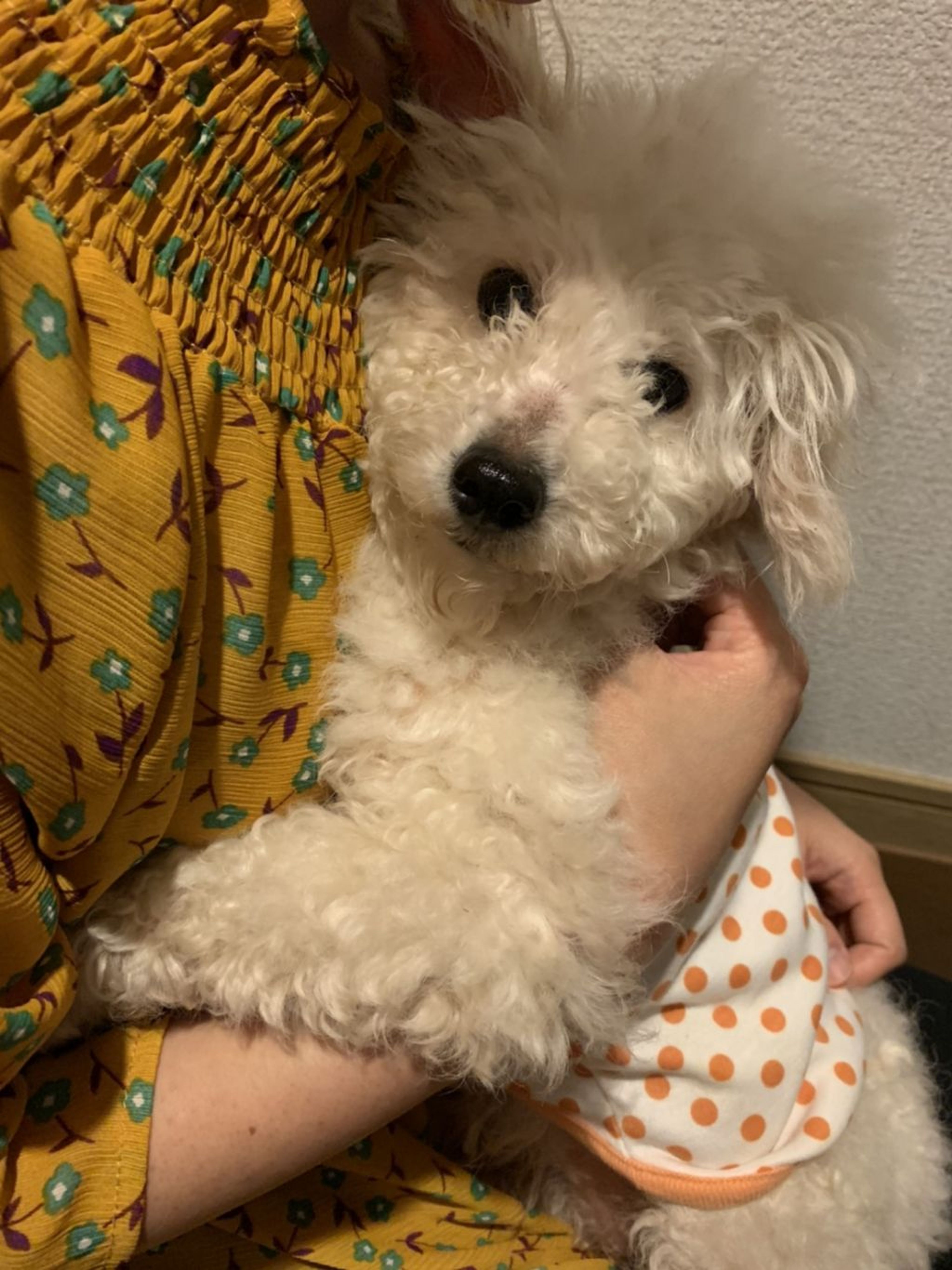pet-image-9