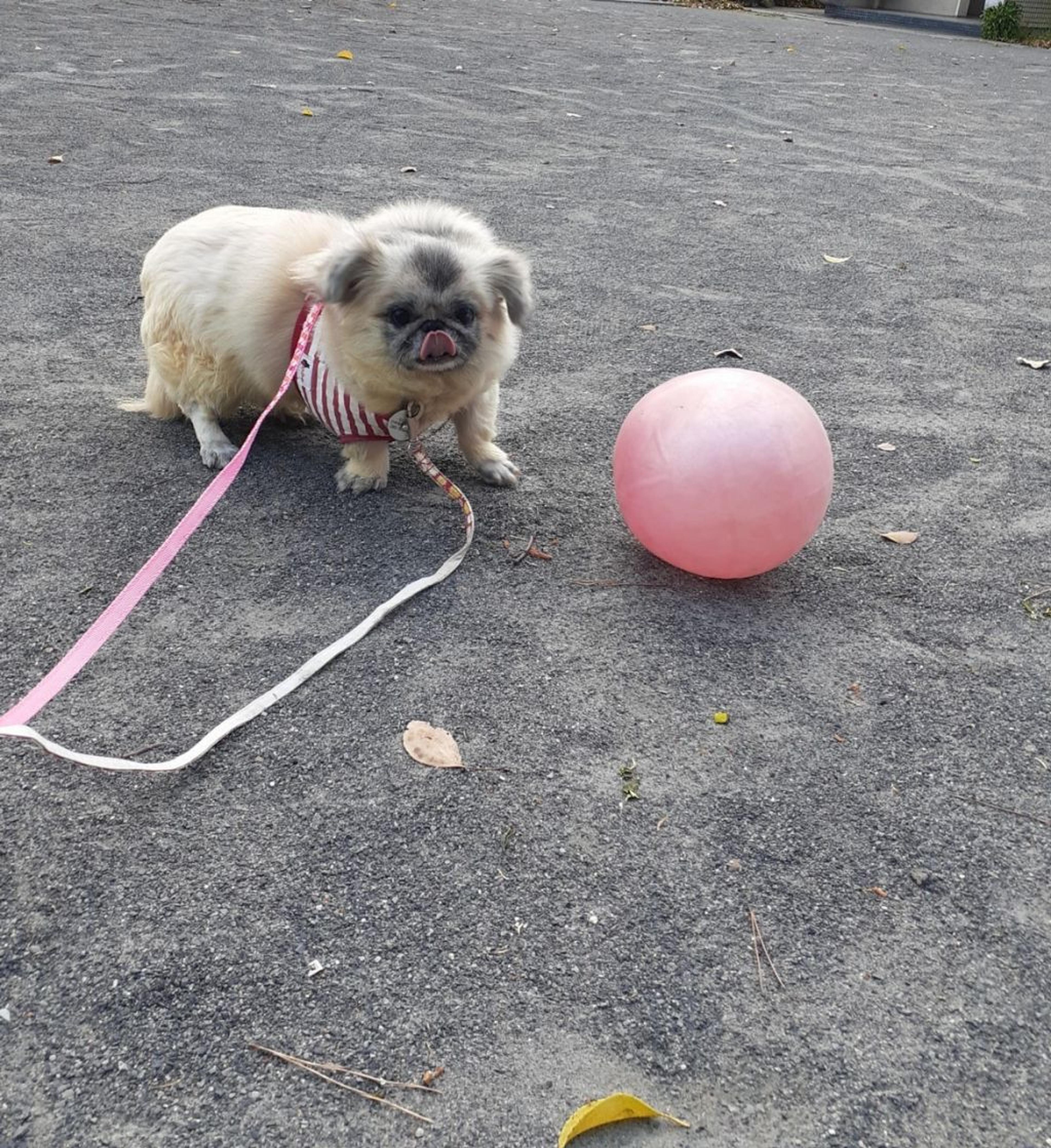 pet-image-2