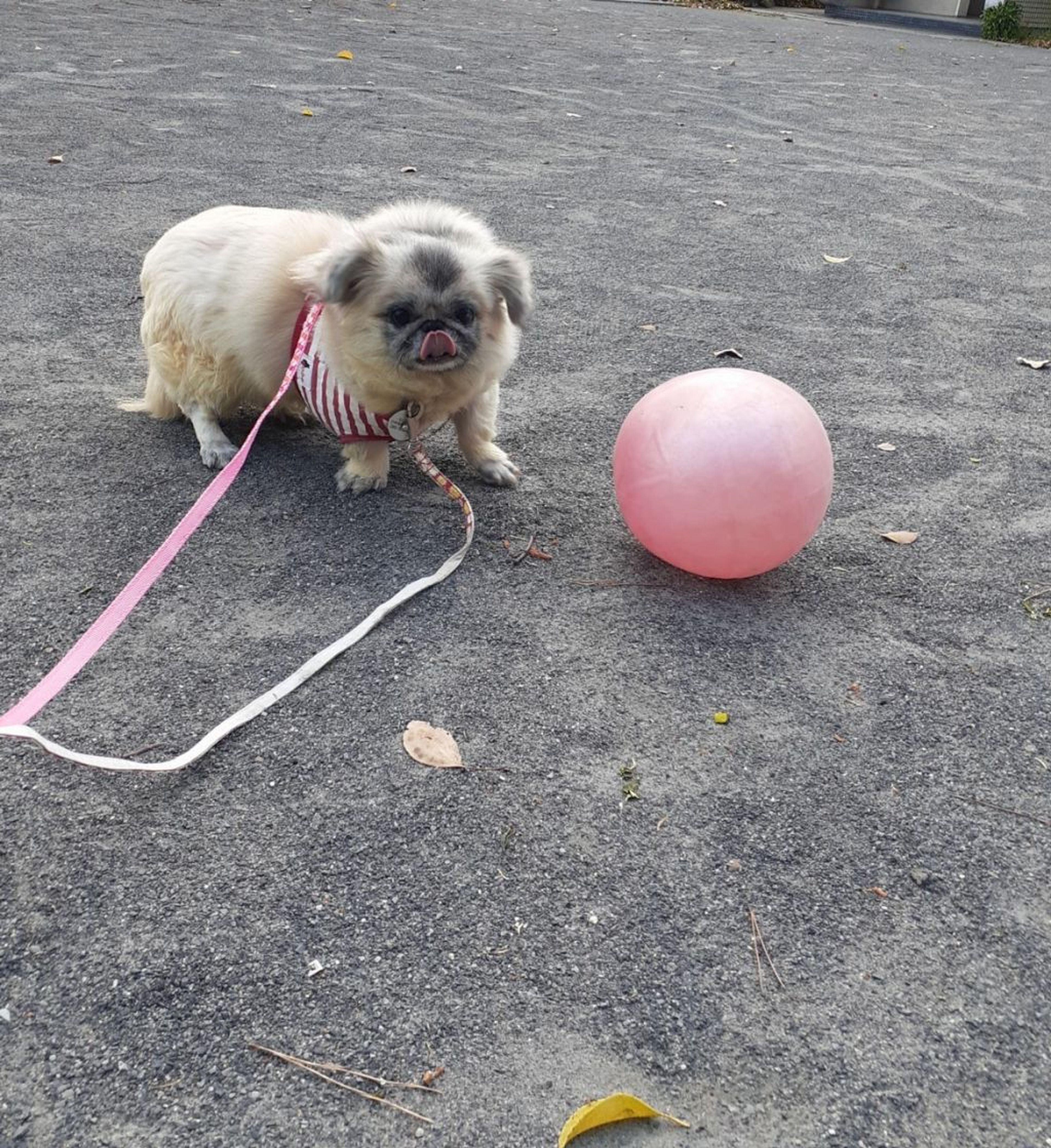 pet-image-2