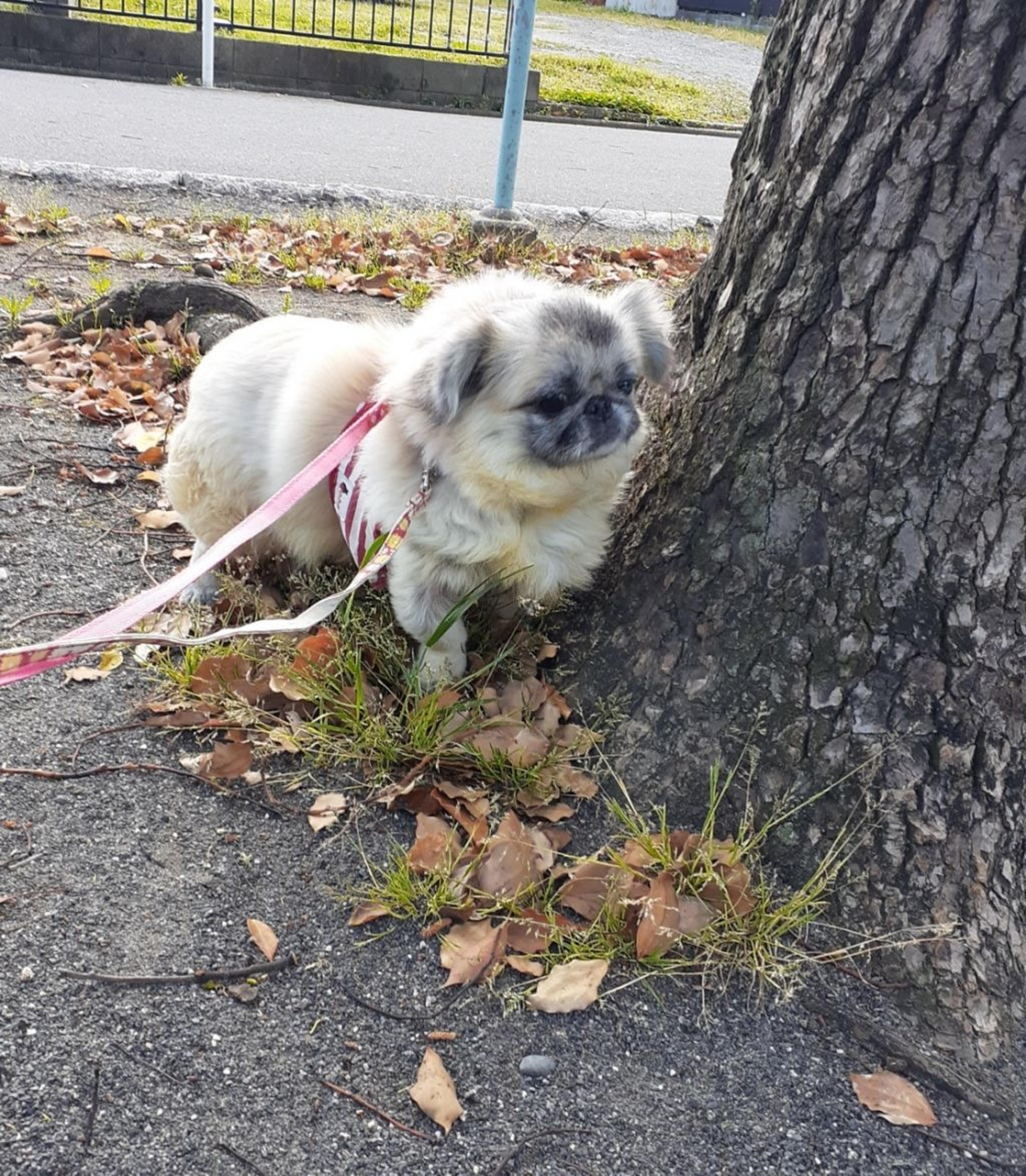 pet-image-3