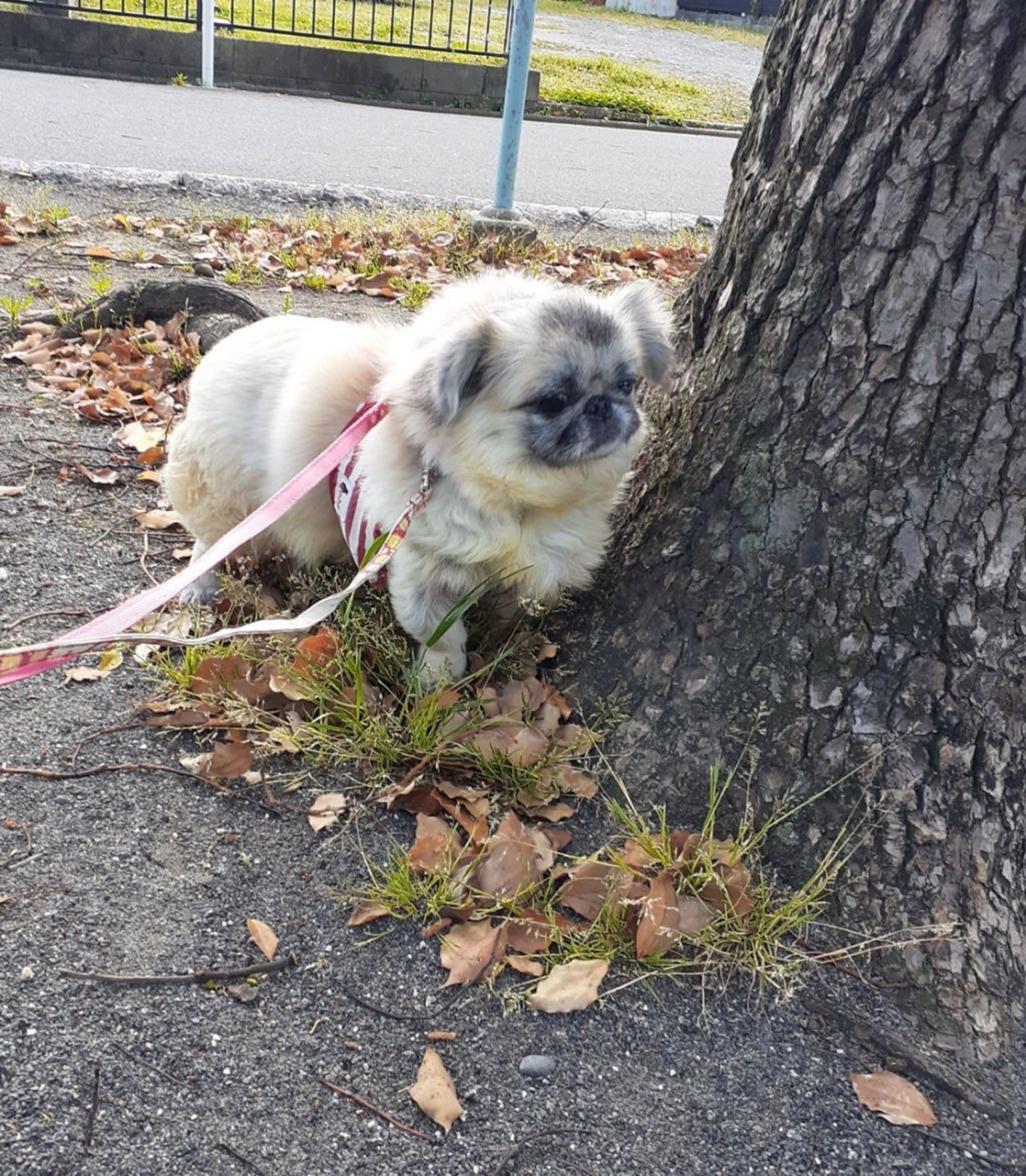 pet-image-3