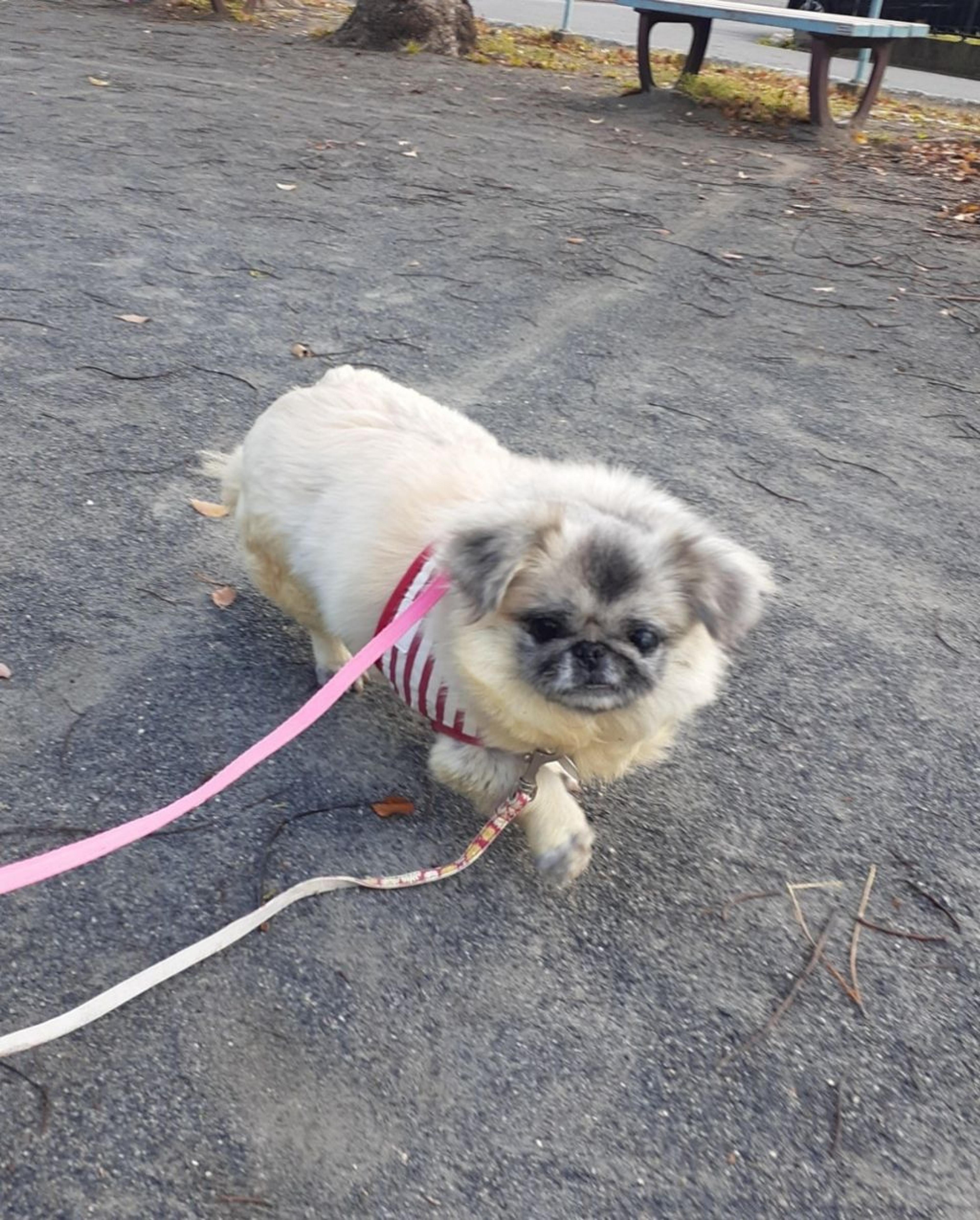 pet-image-4